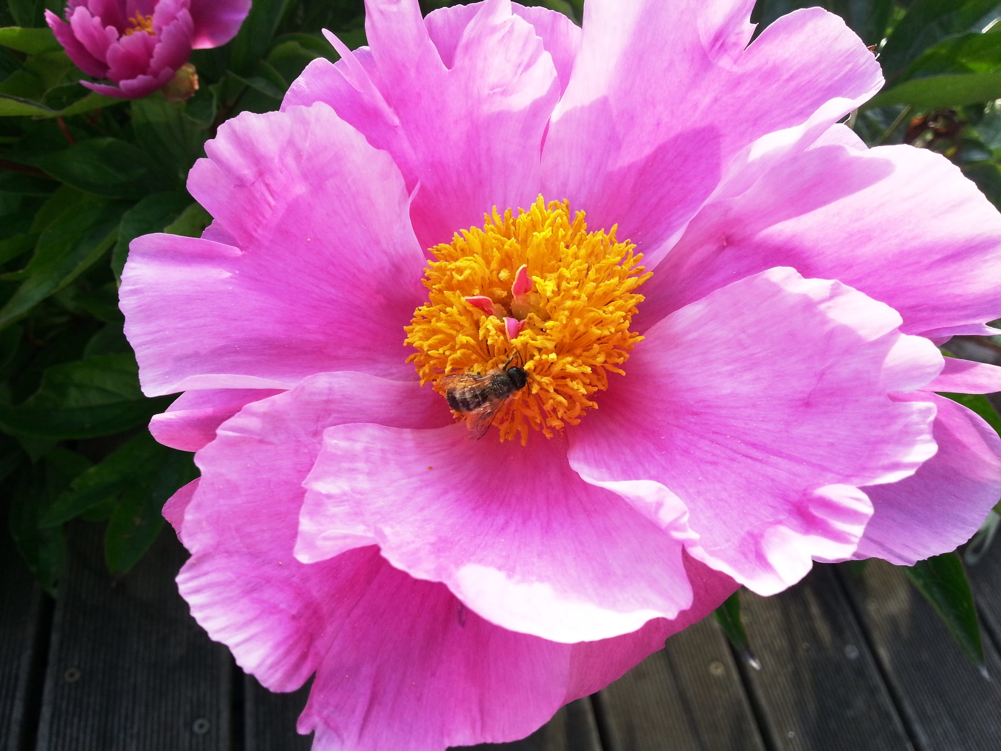 flower head, inflorescence, nature, Flower, Pink, vulnerability, freshness, beauty in nature, no people, Yellow, Peony, pollen, bloom, growth, outdoors, HD Wallpaper