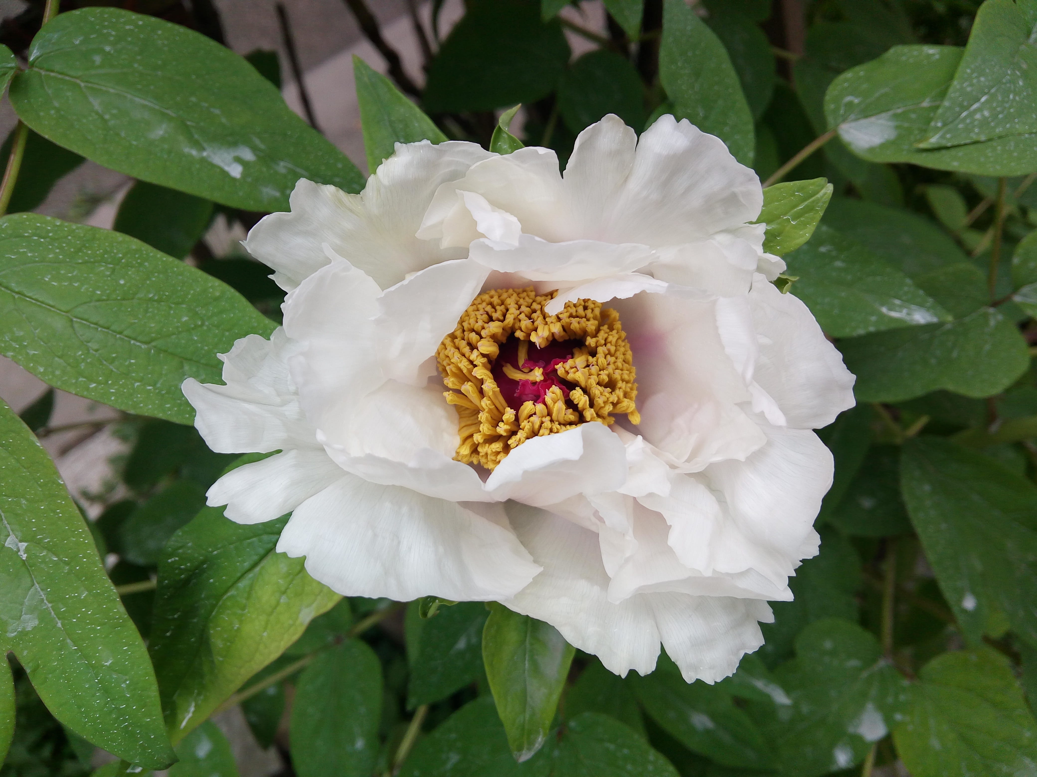 freshness, outdoors, vulnerability, big flower, flower series, flower head, close-up, green, plant part, single flower, peony, flower, nature, growth, white color, HD Wallpaper