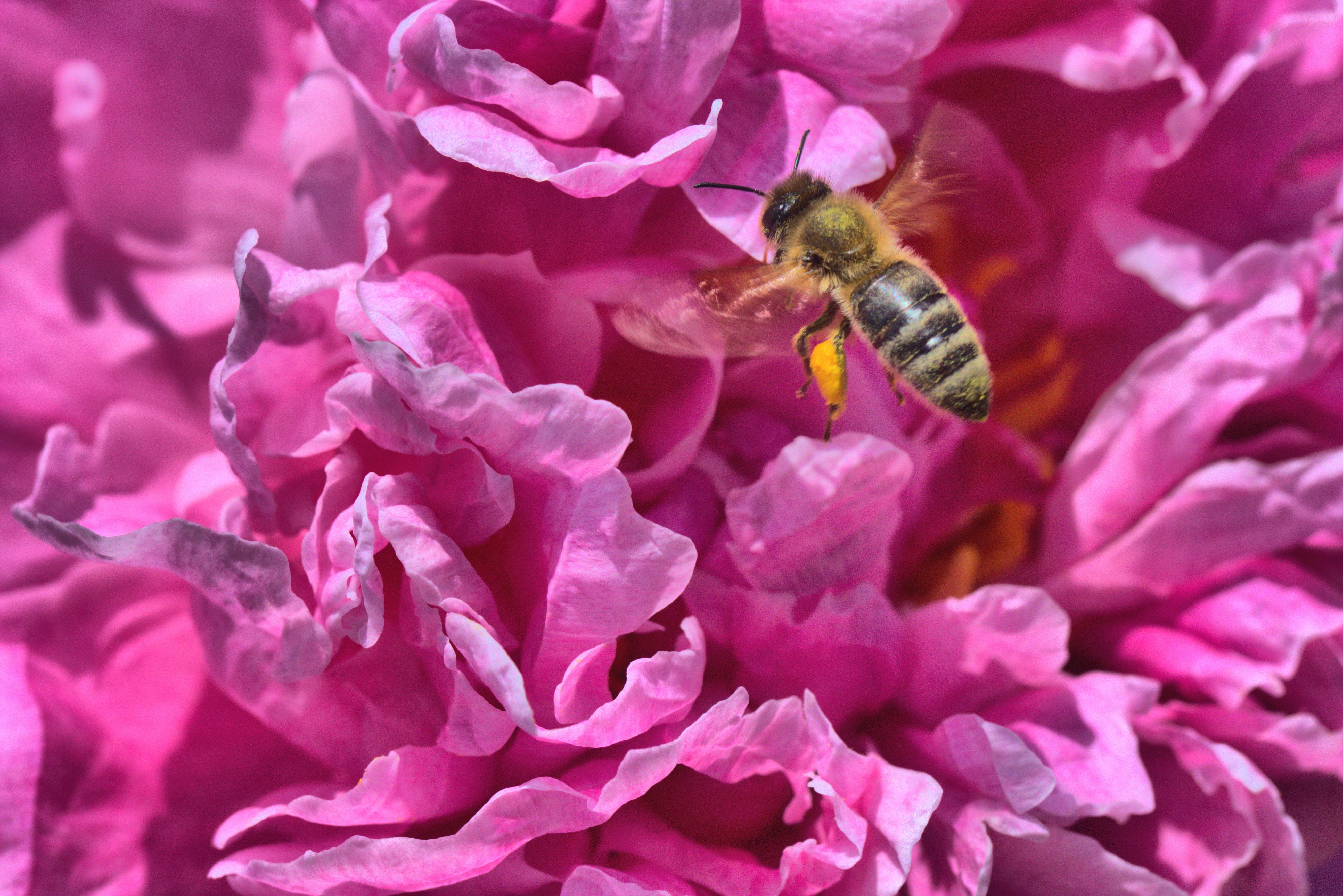 animal wildlife, animals in the wild, invertebrate, no people, peony, vulnerability, paeonia, insect, purple, animal themes, flower head, freshness, close-up, HD Wallpaper