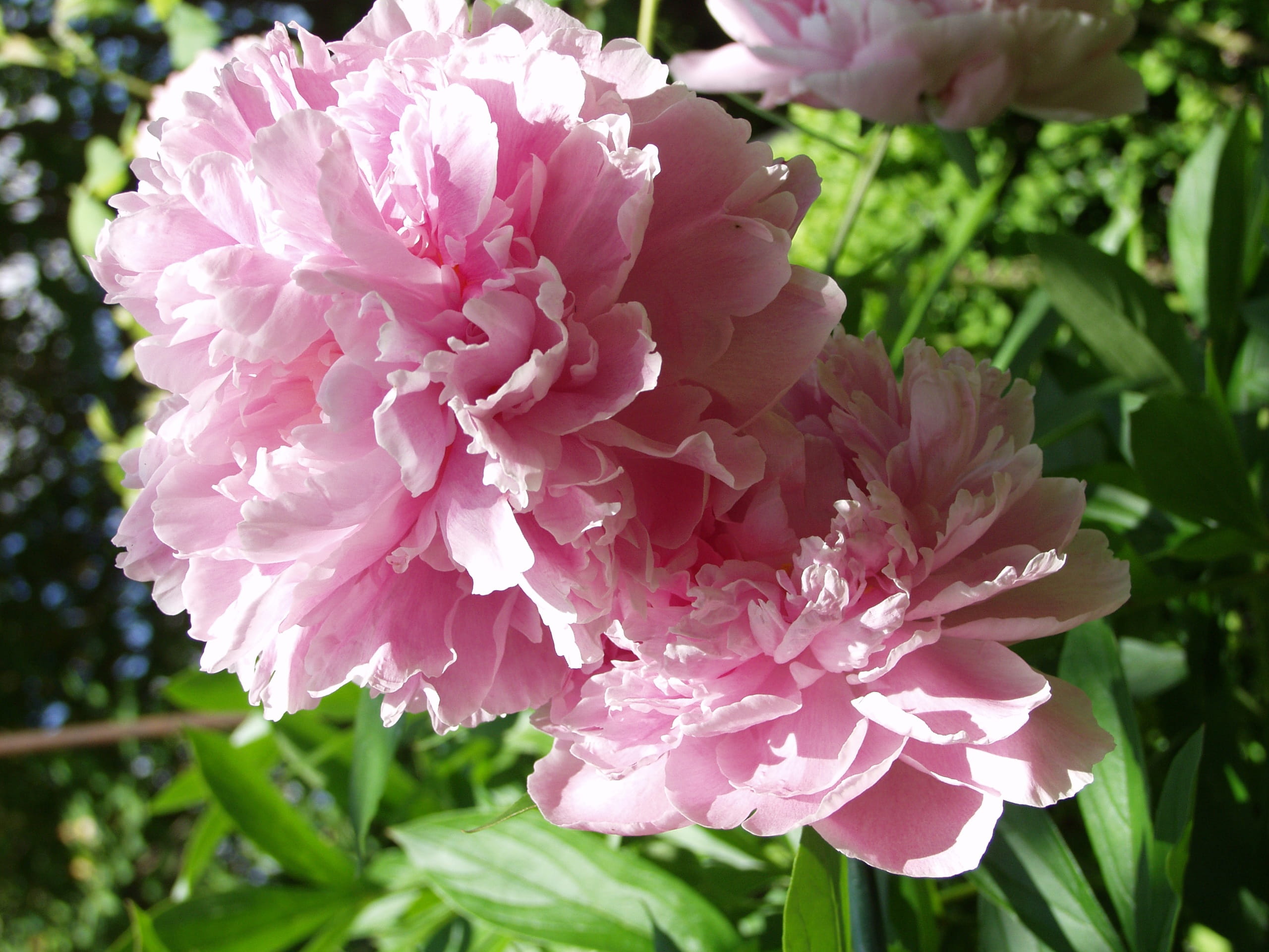 flower, paeonia, fragility, pink, close-up, selective focus, bunch of flowers, flowering plant, springtime, pentecost, focus on foreground, flower head, HD Wallpaper