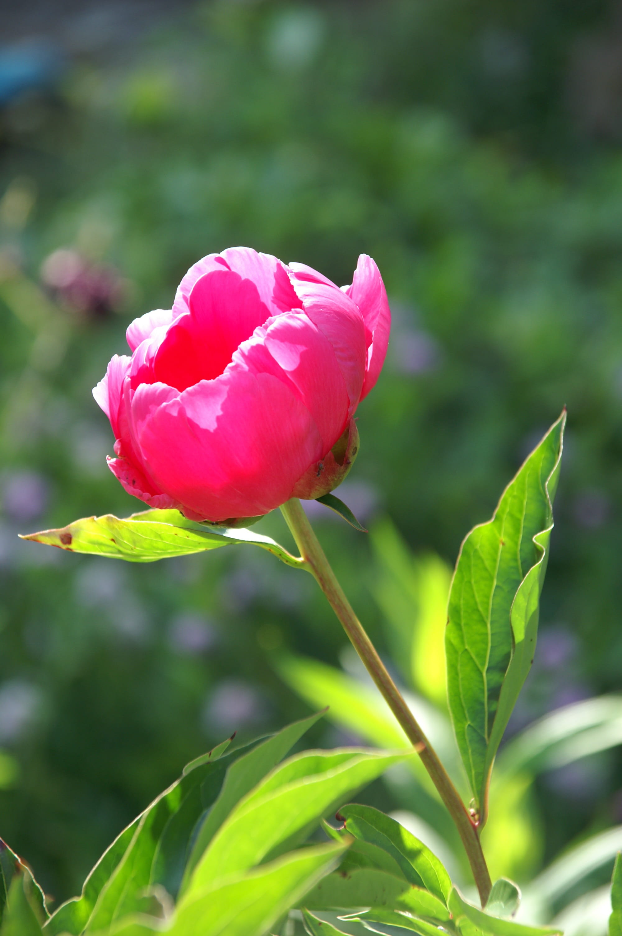 outdoors, petal, no people, inflorescence, freshness, peony, beauty in nature, paeonia, plant, plant part, fragility, green color, leaf, pink color, flower, Phone HD Wallpaper