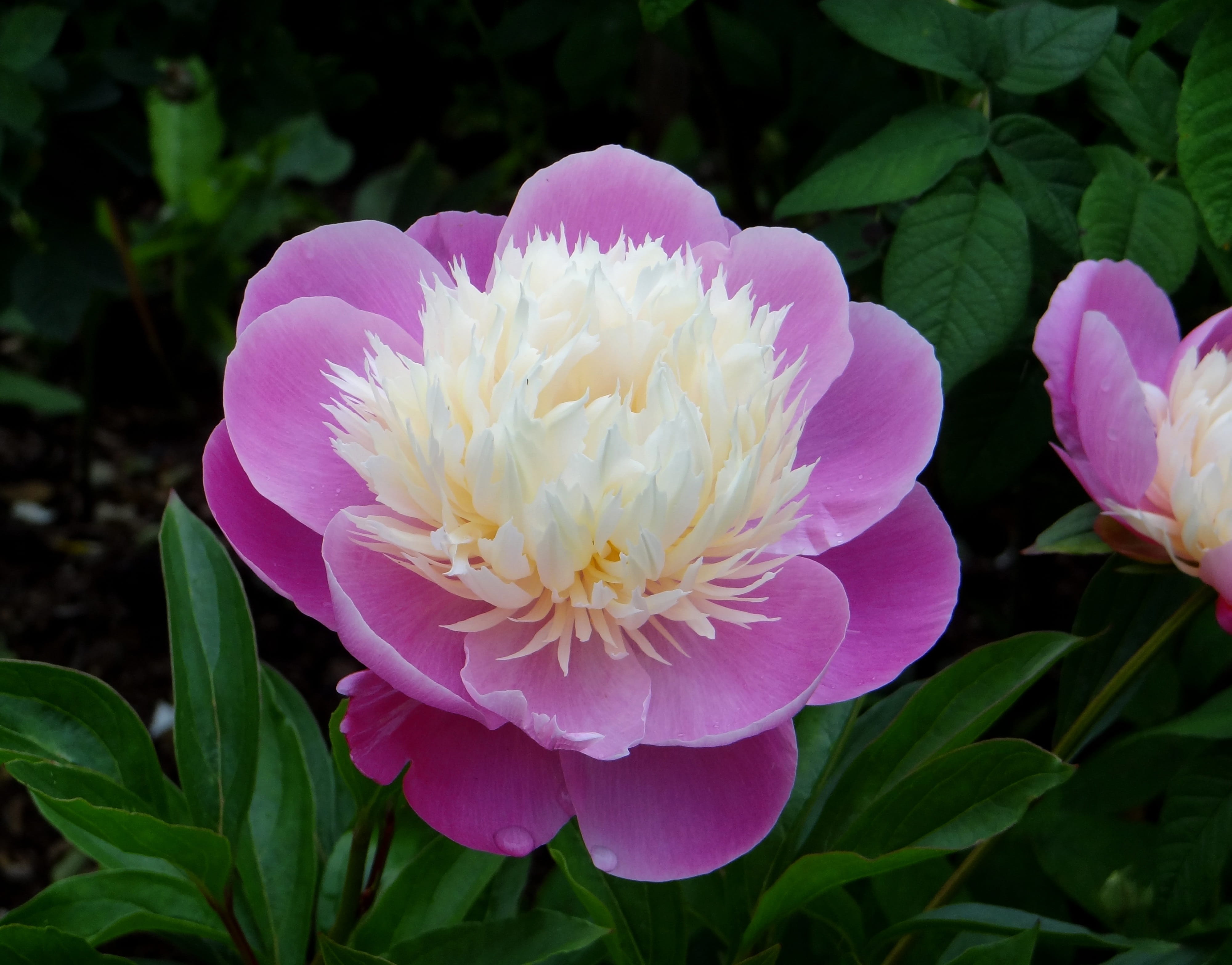 growth, peony, fragility, freshness, focus on foreground, inflorescence, flower, pink color, vulnerability, plant part, nature, leaf, flowering plant, petal, HD Wallpaper
