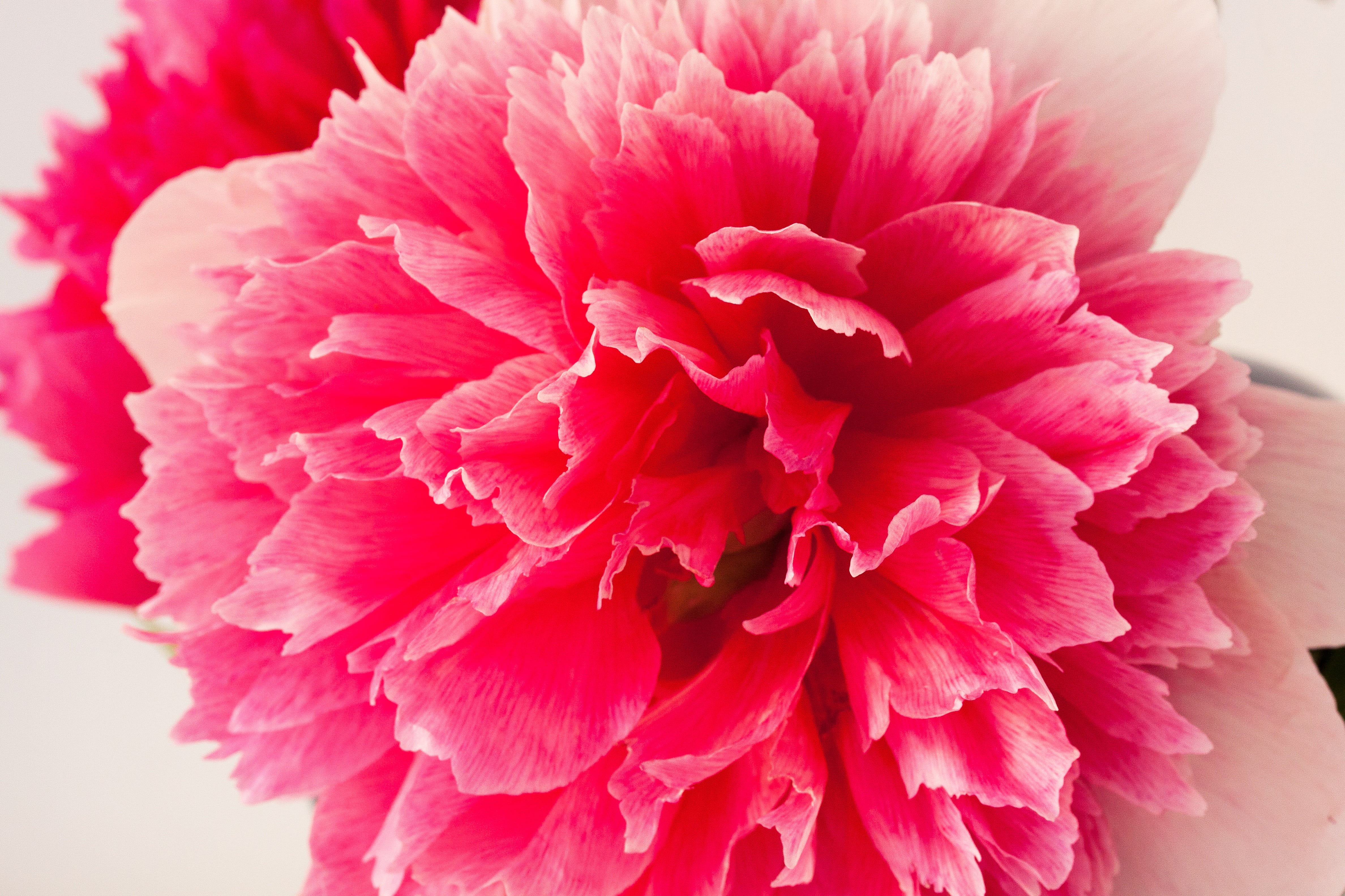 close-up, no people, pink, red, plant, vulnerability, peony, nature, green, growth, focus on foreground, pentecost, ornamental plant, flora, paeonia, pink Color, HD Wallpaper