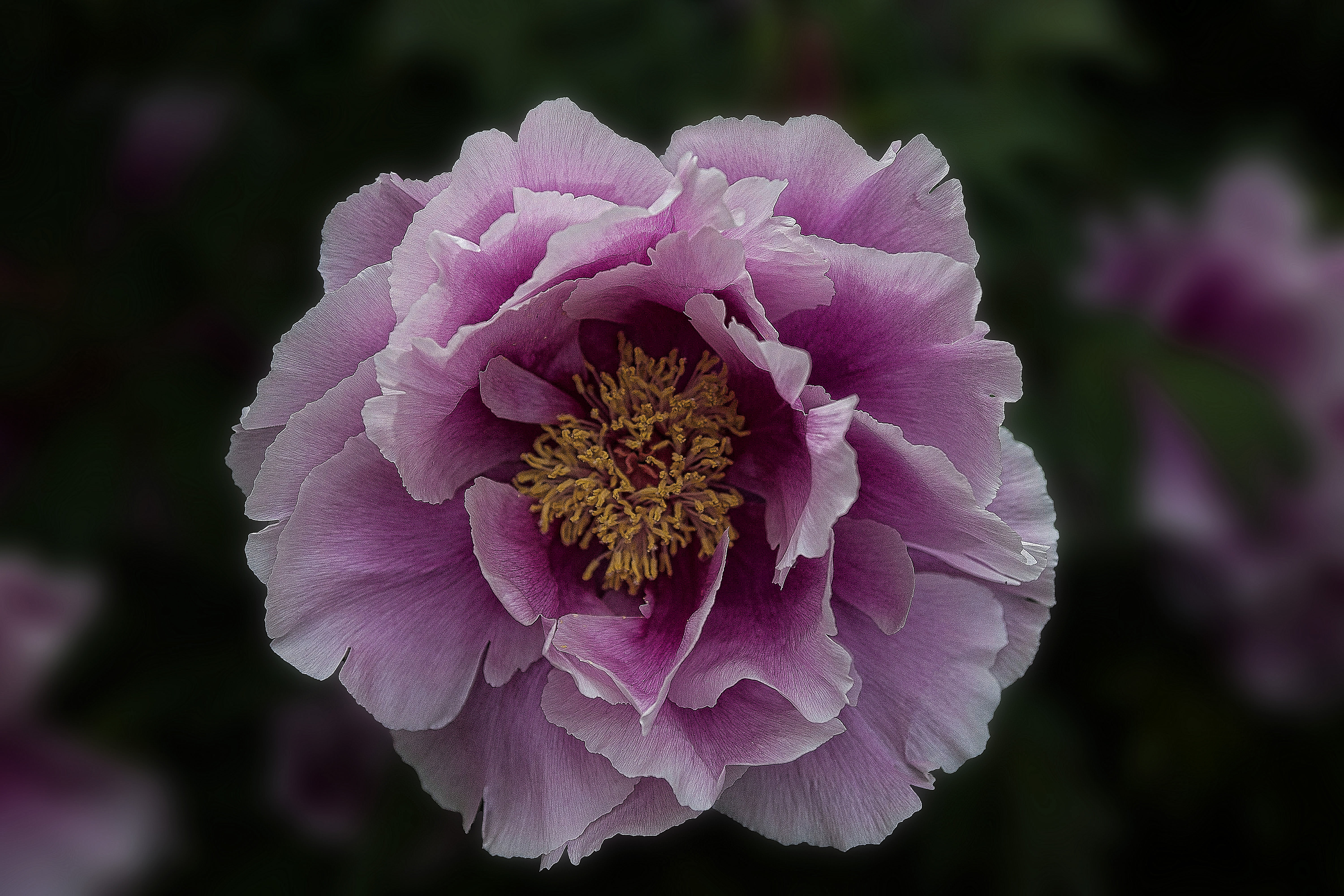 bloom, paeonia, flora, peony, purple, lush, flower head, growth, no people, peony bloom, flower, spring, petal, pollen, bunch of flowers, pink color, garden, HD Wallpaper