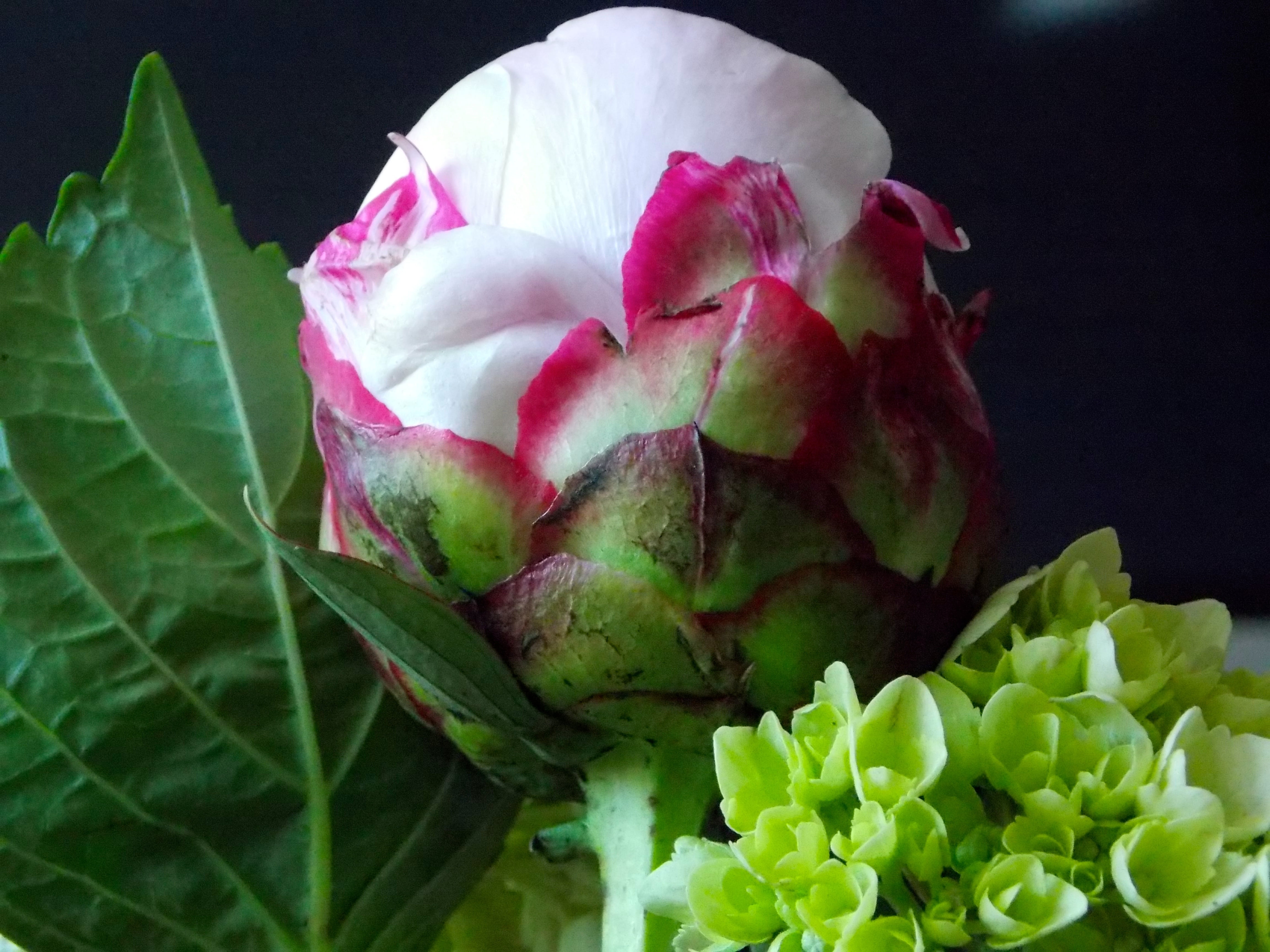romance, rose, pink color, beauty in nature, bouquet, grow, design, peony, fragility, no people, inflorescence, spring, petal, black background, green, HD Wallpaper