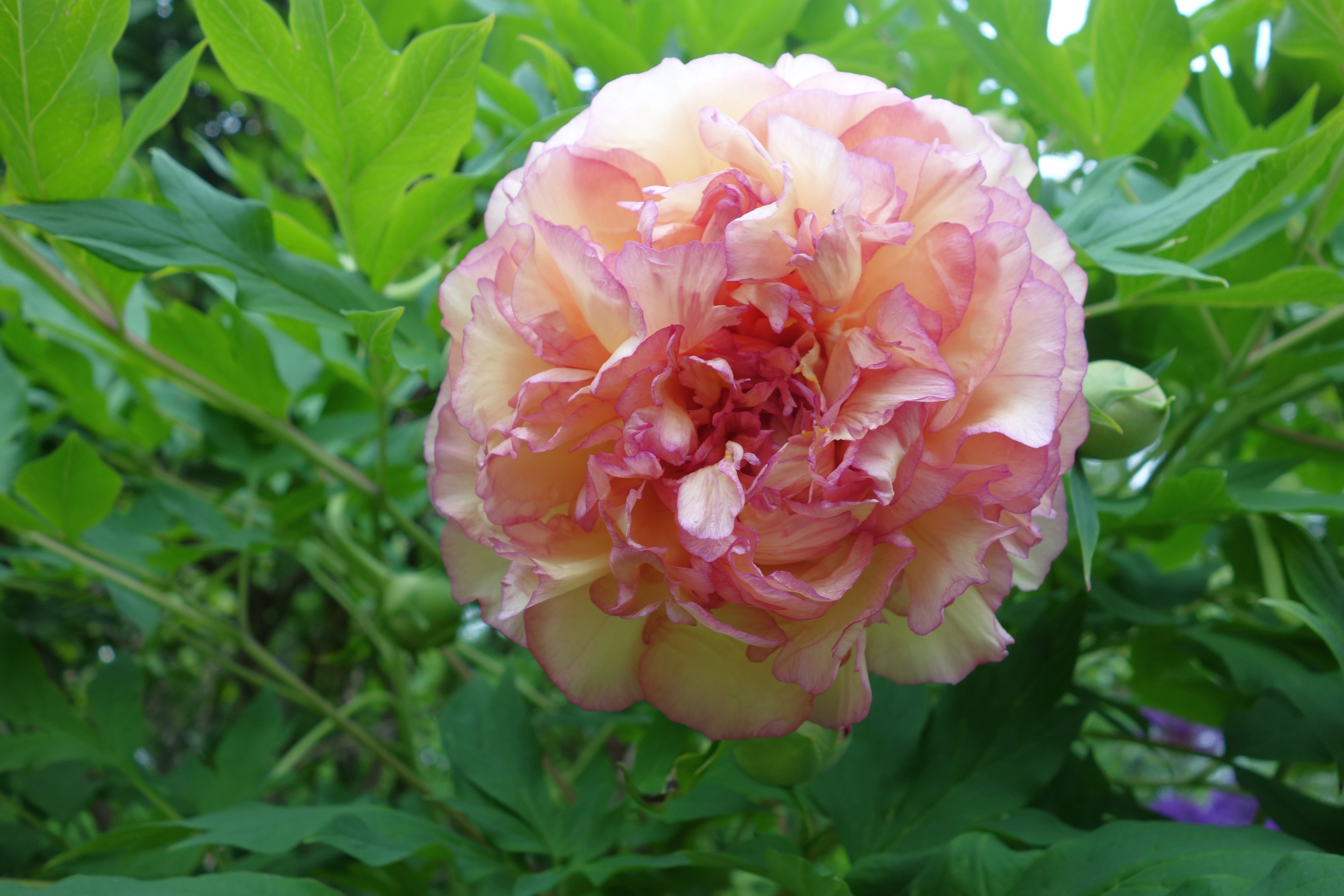 growth, no people, springtime, plant, green color, 5K, vulnerability, garden, leaf, rose, close-up, flower, flower head, freshness, ornamental plant, outdoors, HD Wallpaper
