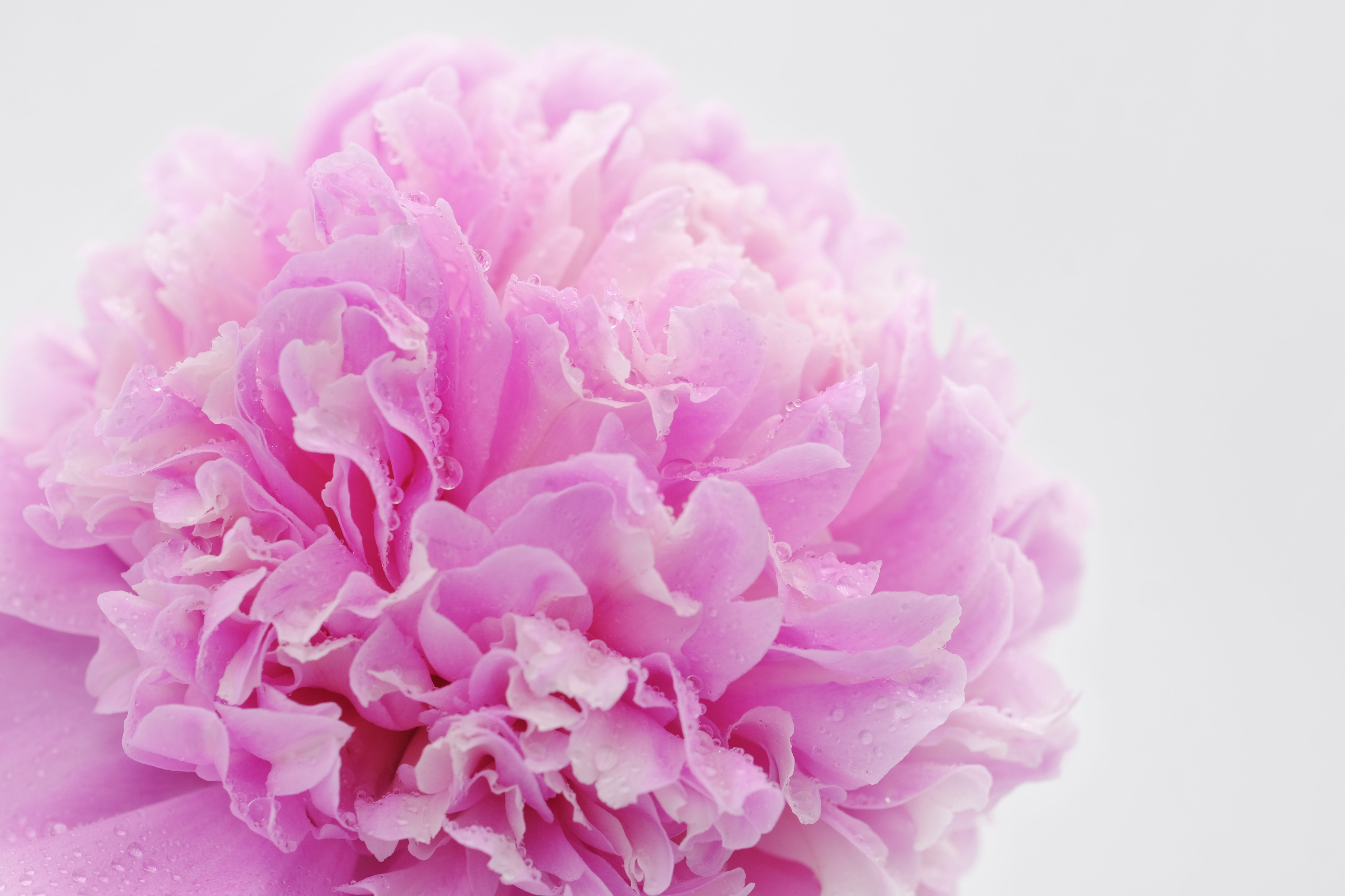 no people, wet, pink color, purple, pentecost rosengewächs, flower arrangement, close-up, softness, dripping, dew, greeting, blossom, water dripping, wellness, HD Wallpaper