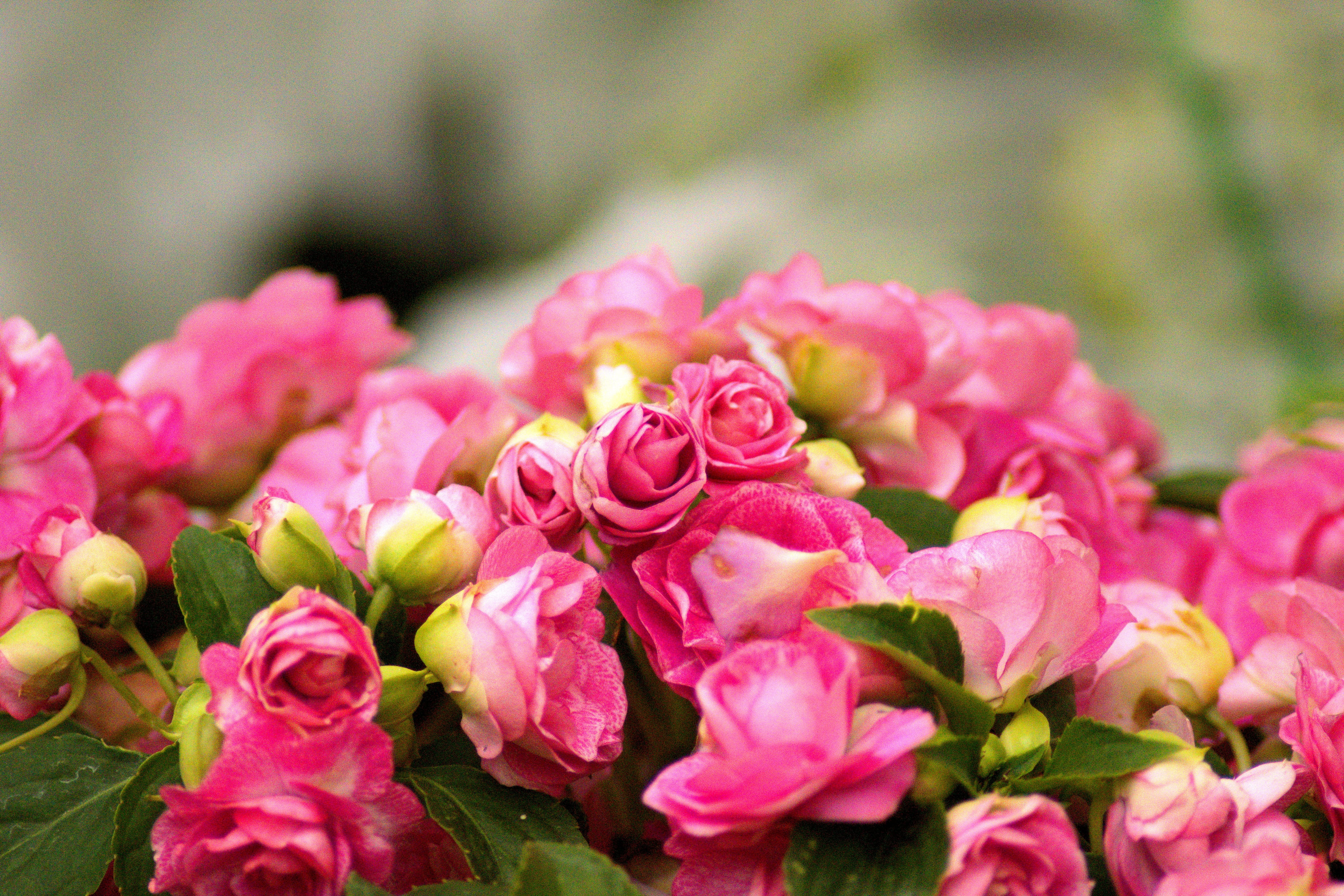 pretty, flower arrangement, colorful, farmers market, bloom, decoration, softness, selective focus, nature, ornamental plant, flower, springtime, flower head, HD Wallpaper