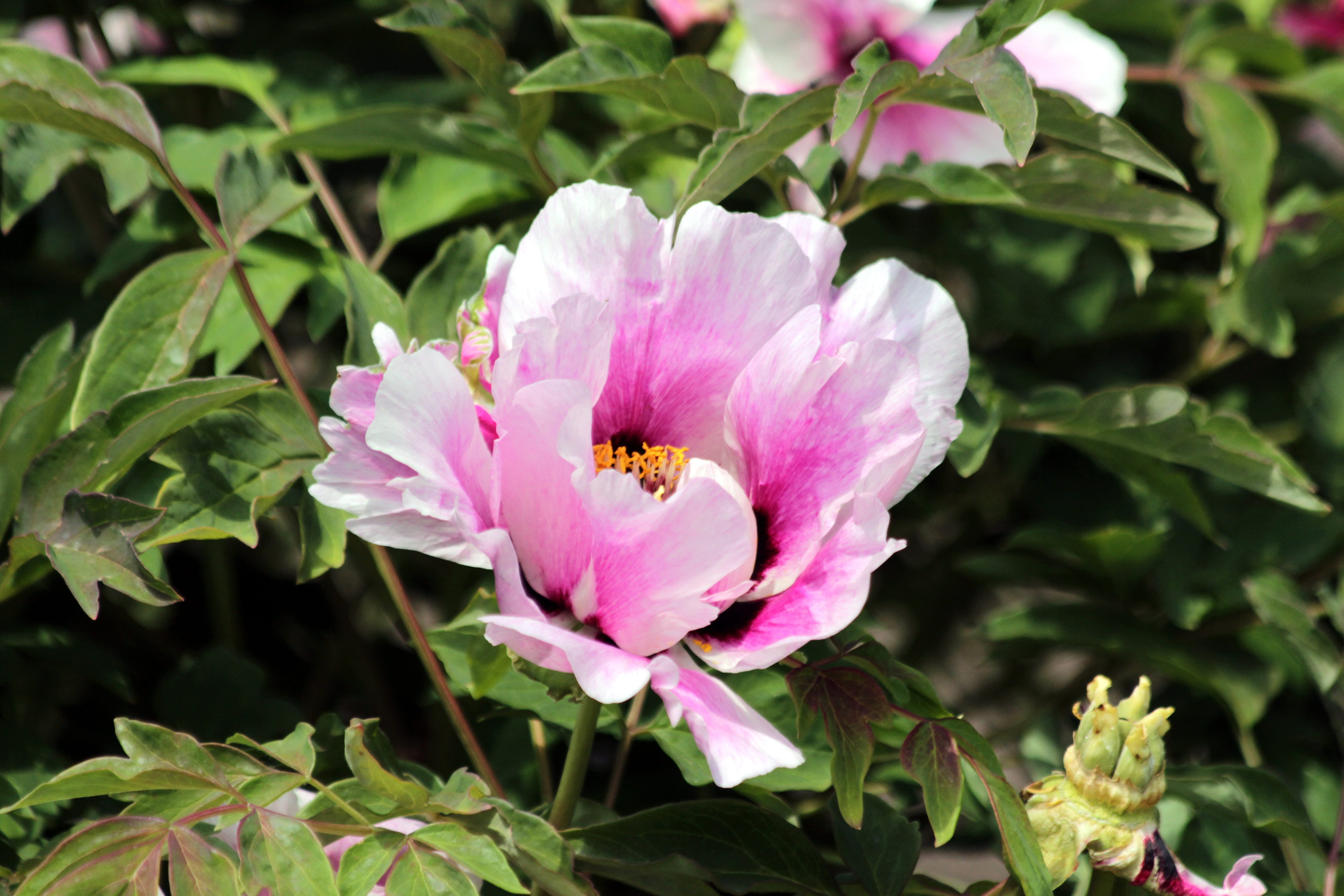 tree peony, animal, growth, shrub, flowering plant, pink color, beauty in nature, 4K, inflorescence, bright, insect, fragility, outdoors, vulnerability, HD Wallpaper