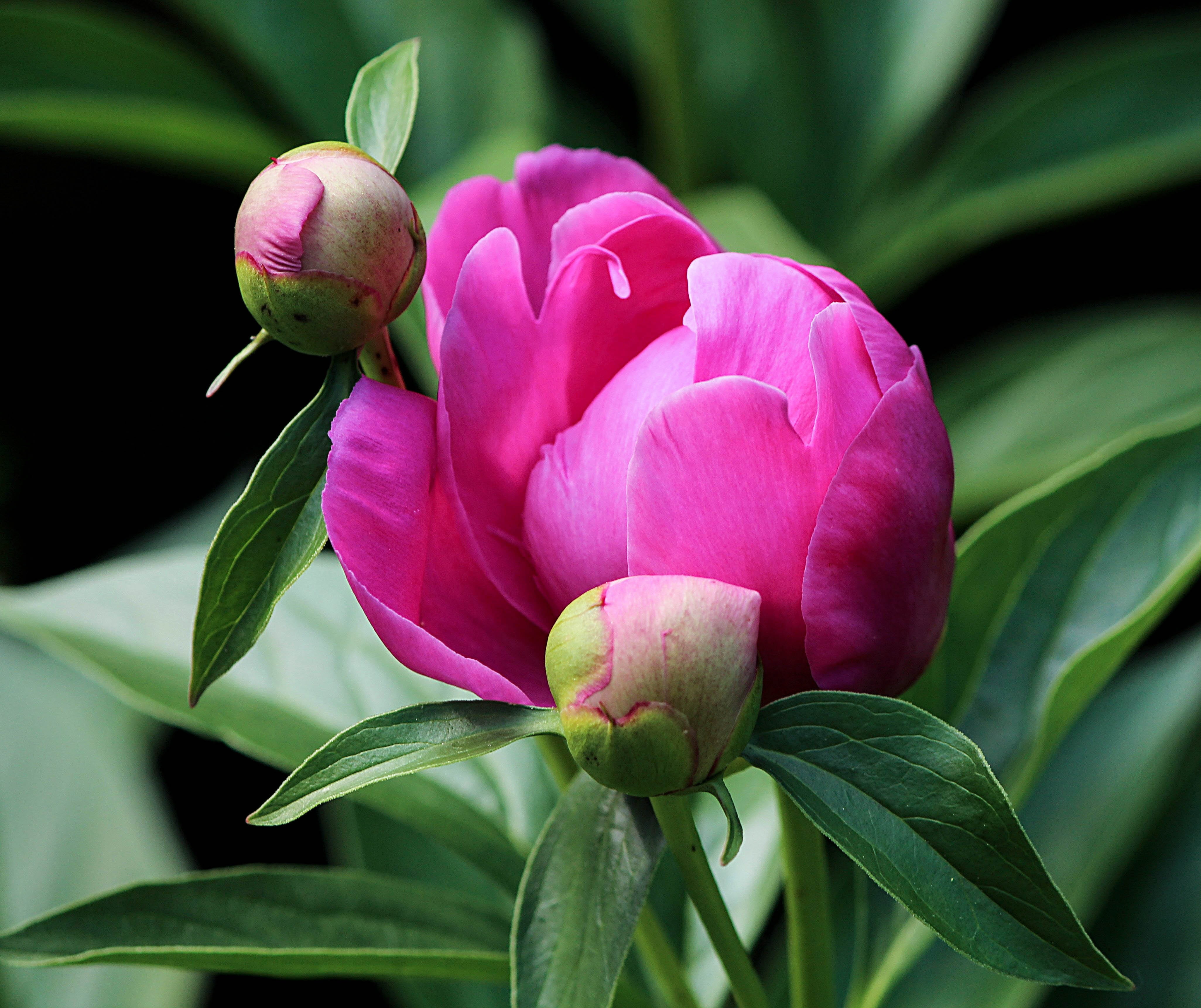 pink, 4K, springtime, two, photography, no people, outdoors, plant part, growth, plant, shift, inflorescence, nature, beauty in nature, tilt, close-up, HD Wallpaper