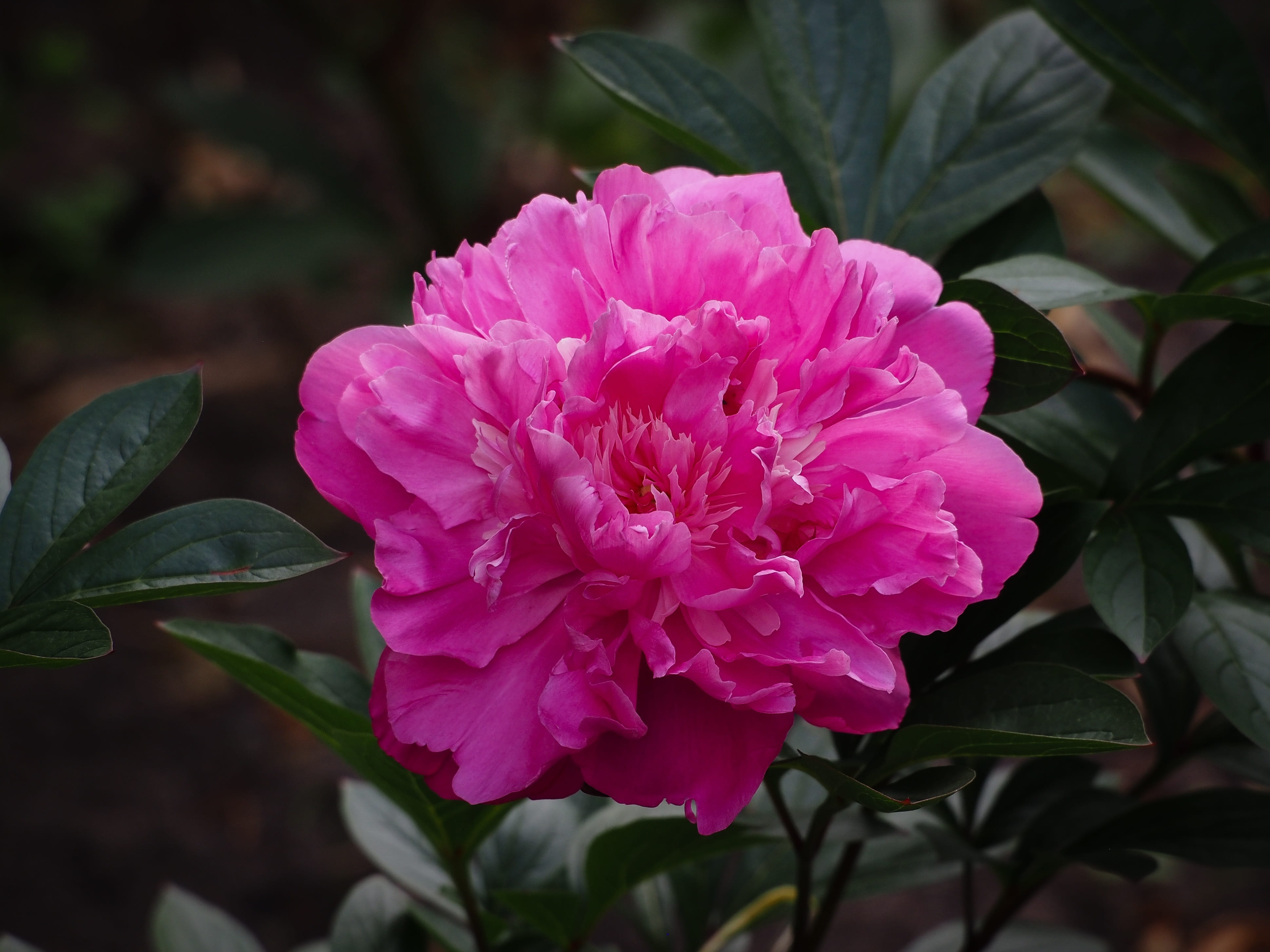 vulnerability, leaf, flowering plant, plant, 4K, growth, pink, close-up, fragility, herbaceous peony, inflorescence, petal, plant part, peony, flower head, HD Wallpaper