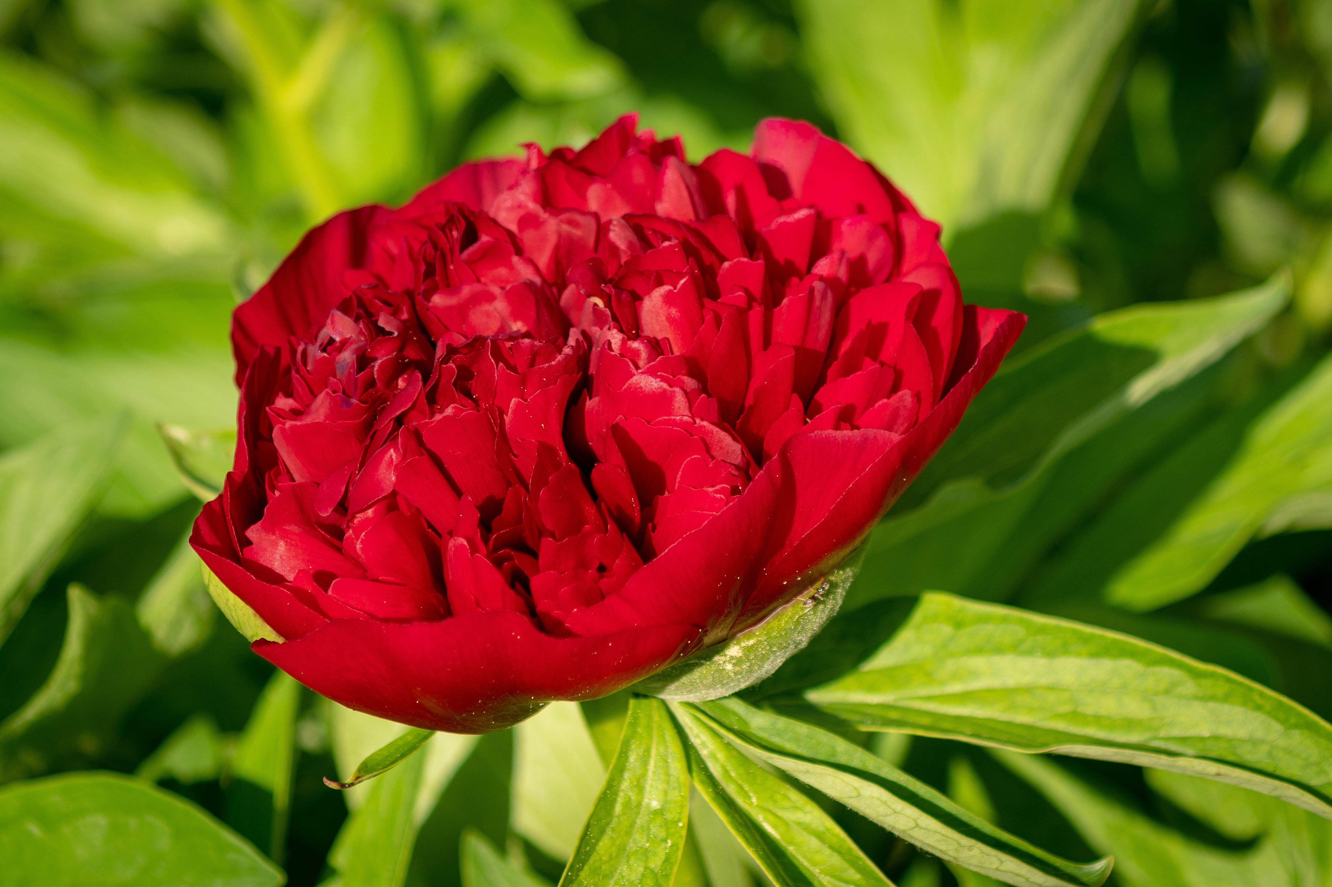 red, leaf, outdoors, petal, 4K, close-up, flower head, nature, springtime, freshness, beauty in nature, growth, garden, close, plant, fragility, peony, HD Wallpaper