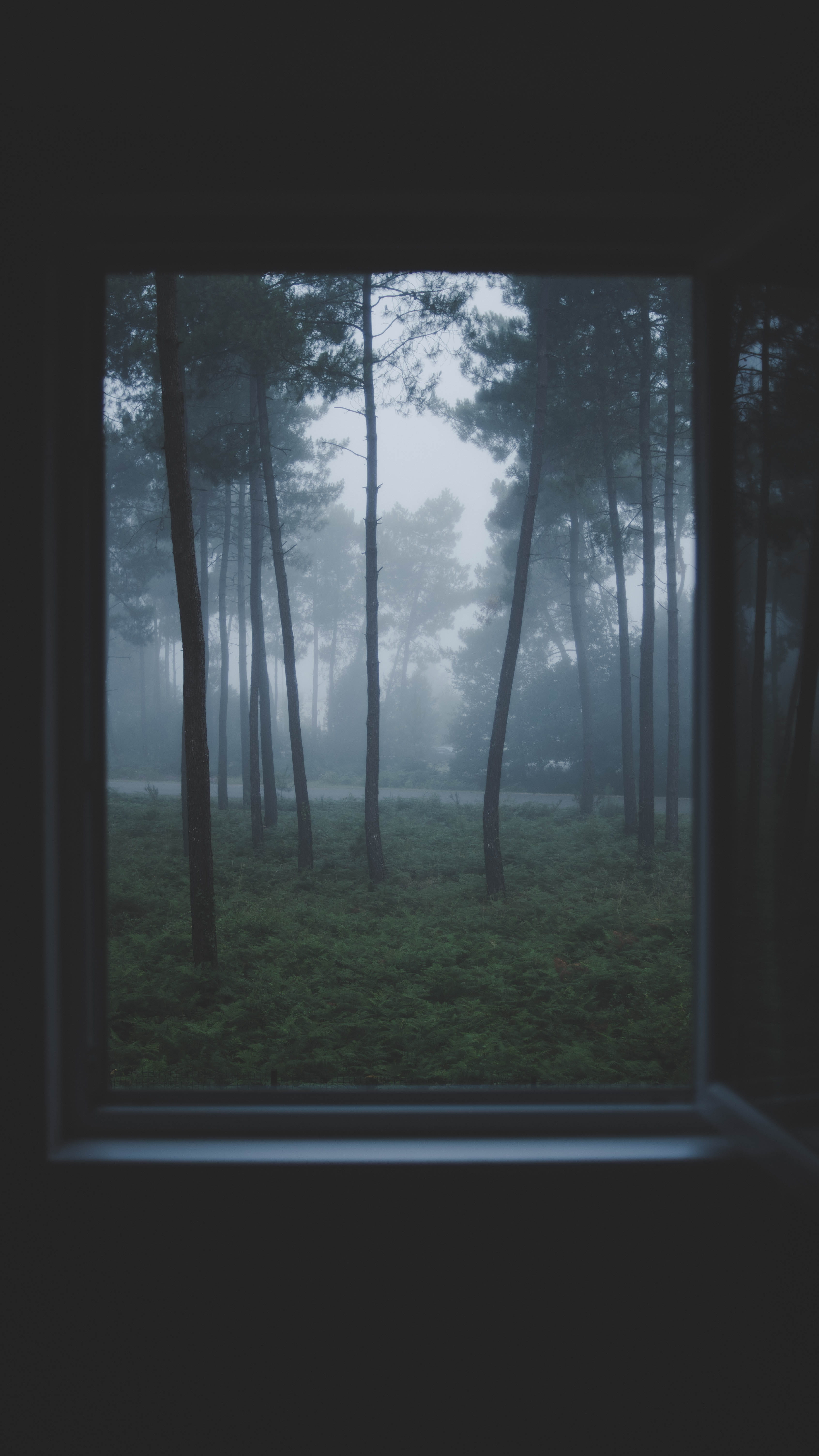 day, haze, woodland, outdoors, cloud, opened, scenics, lost, fog, green Color, framed, window, scary, view, light - Natural Phenomenon, non-Urban Scene, Phone HD Wallpaper
