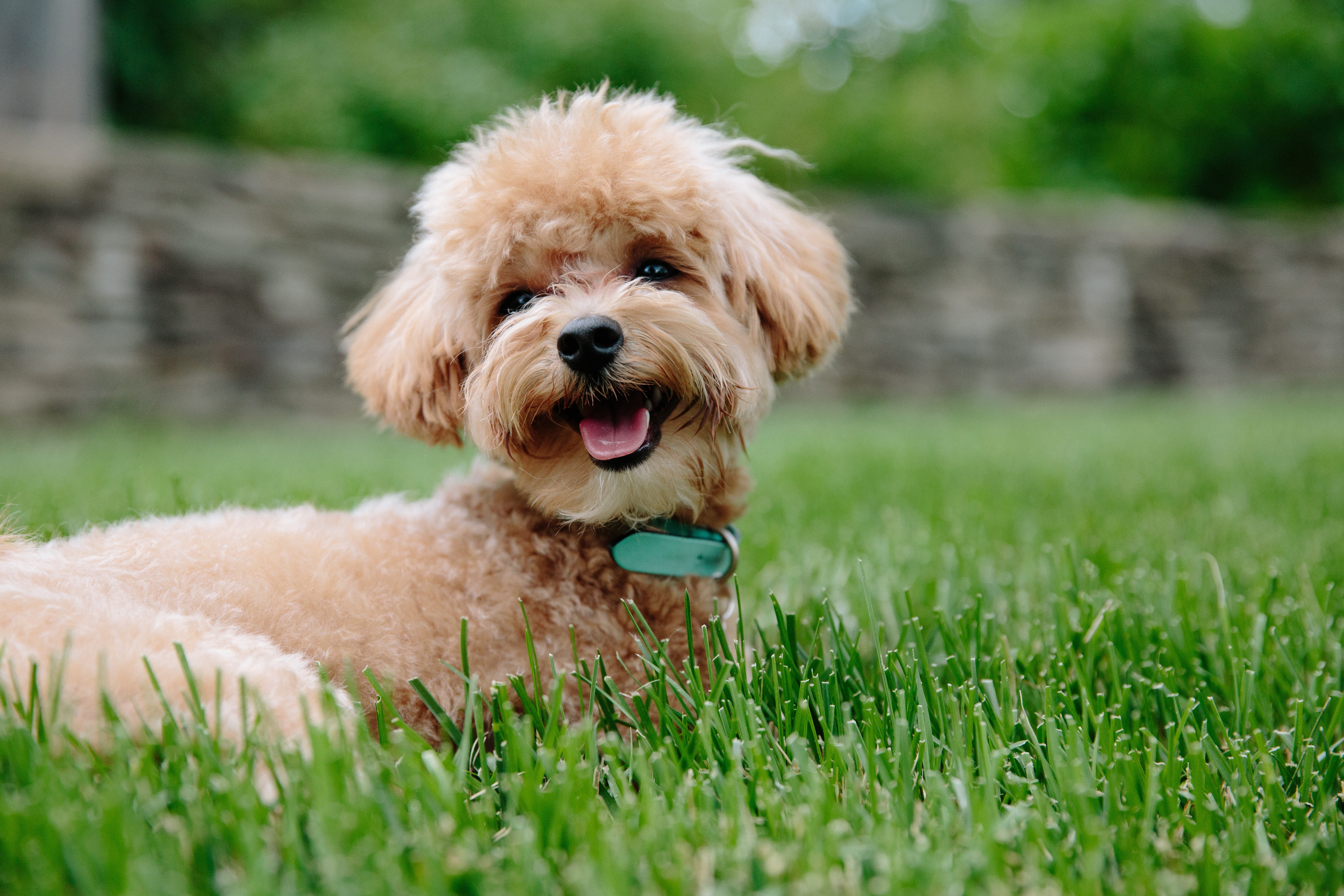 one animal, outdoors, no people, mouth open, doggy, domestic animals, animal mouth, grass, field, nature, plant, facial expression, day, dog, pet, poodle, HD Wallpaper