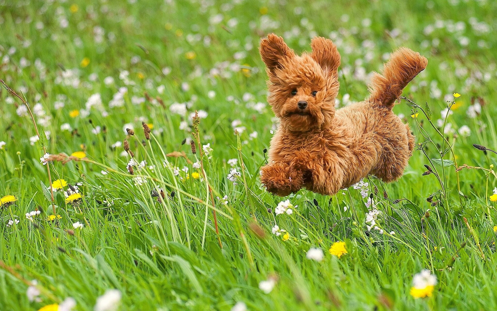dog, domestic, field, growth, land, animal, Poodle, toy, walk, flower, one animal, flowers, mood, 1080P, green color, flowering plant, meadow, mammal, HD Wallpaper