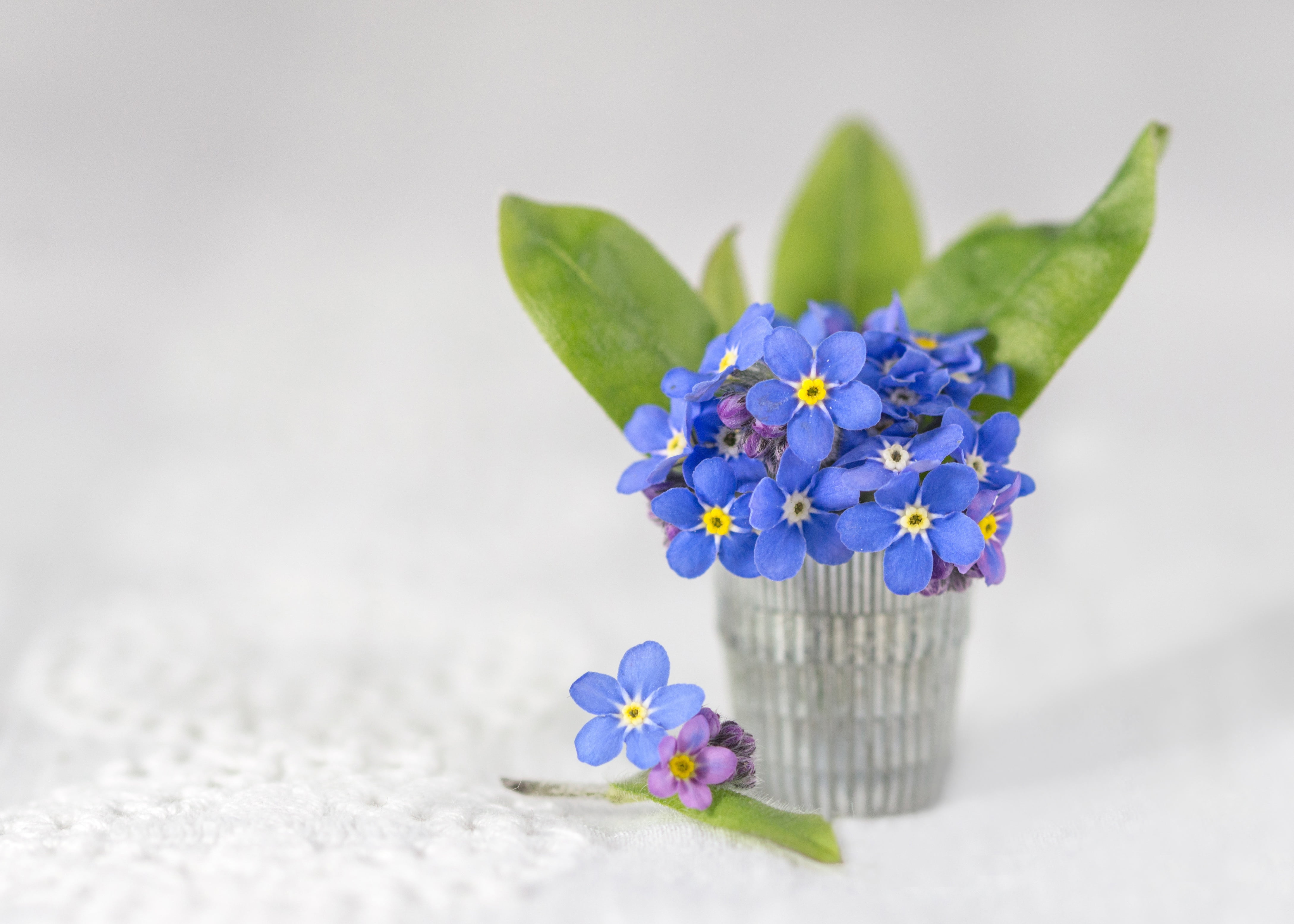 a bunch, background, forget-me-nots, 4K, HD Wallpaper