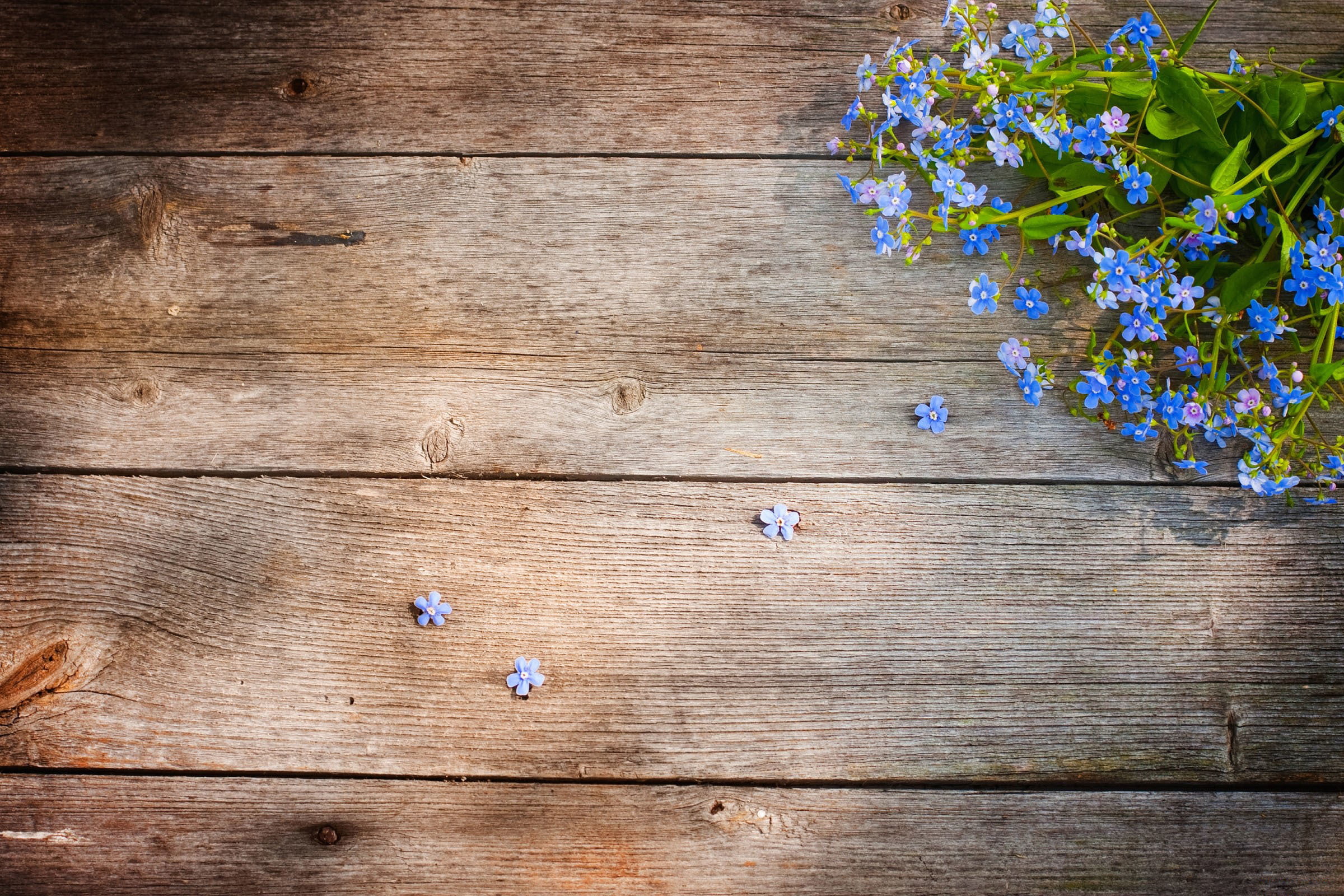 forget-me-nots, lavender, Board, blue, rustic, textured, brown, plank, 1080P, close-up, season, plant, petaled, nature, flowering plant, flower Head, tree, HD Wallpaper