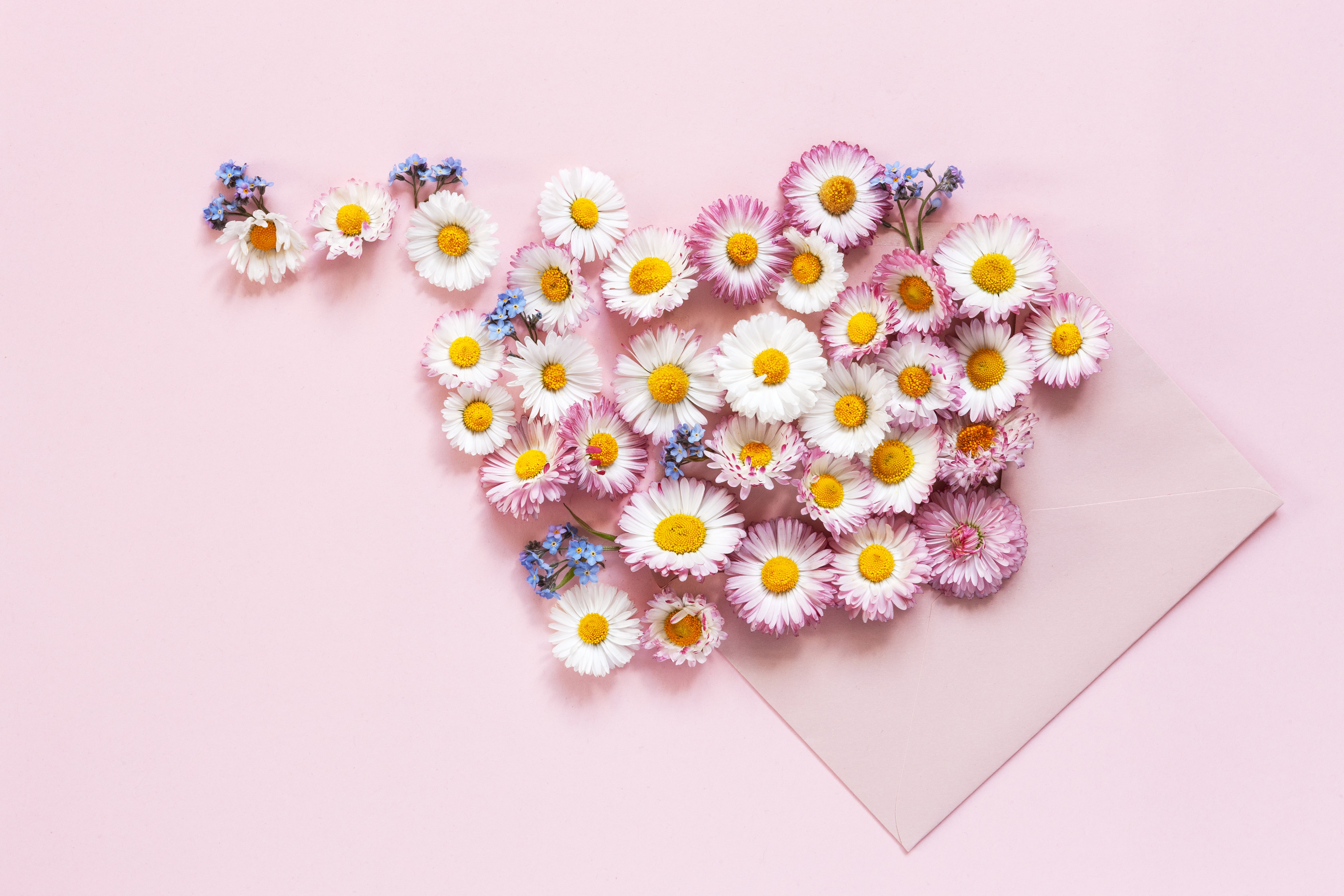 forget-me-nots, background, pink, chamomile, 5K, flowers, HD Wallpaper