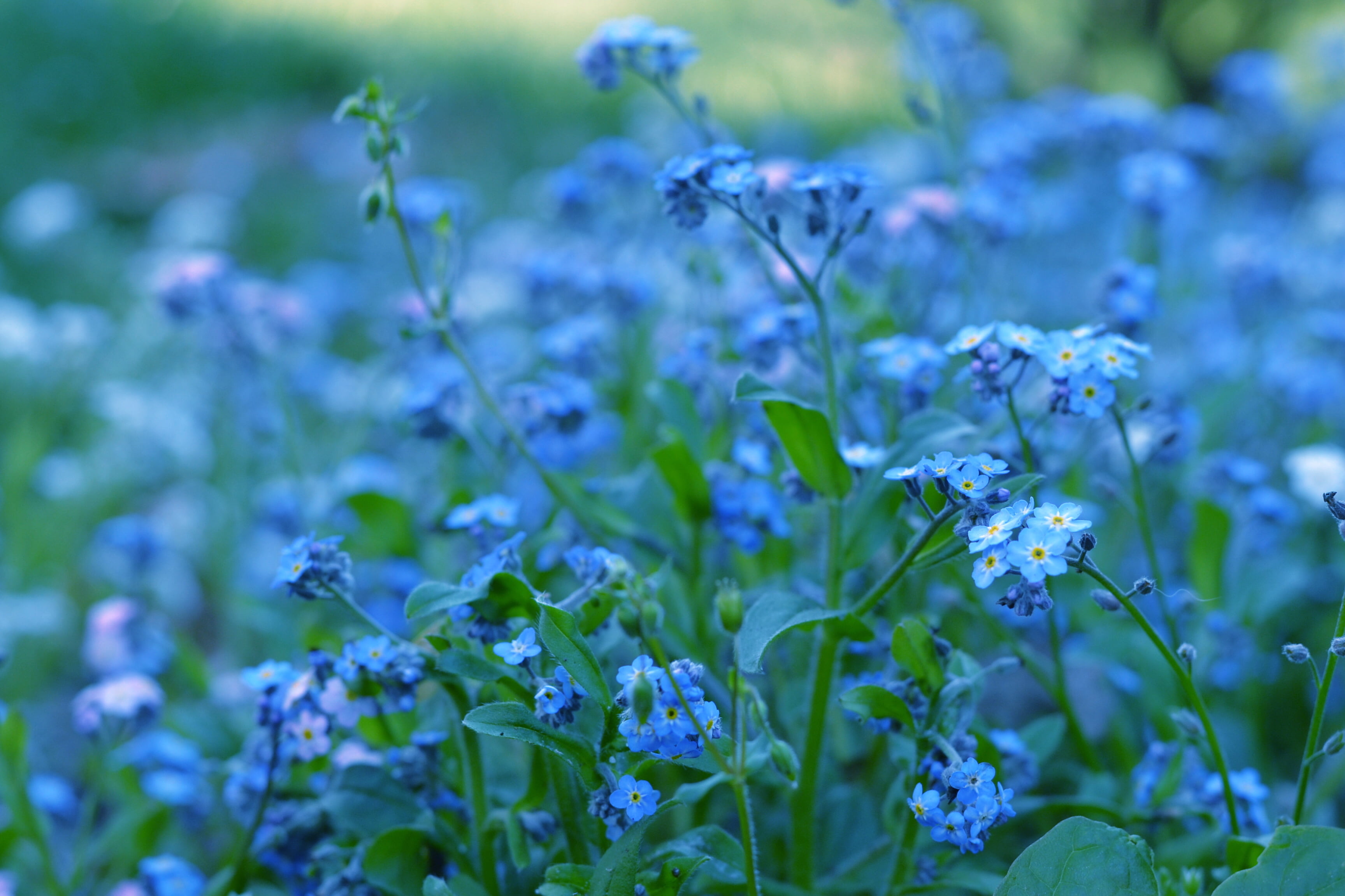 flower, multi Colored, selective focus, purple, herb, flowering plant, grass, meadow, nature, blur, flowerbed, leaf, petaled, color, greens, 2K, macro, HD Wallpaper