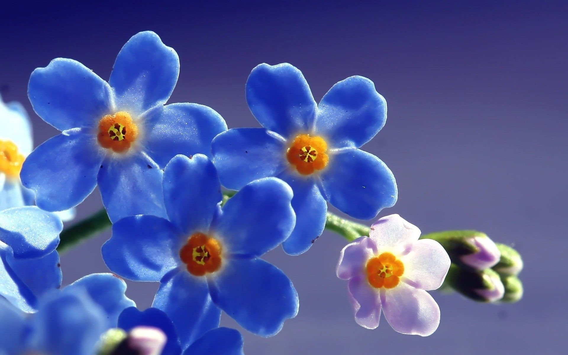forget me not, blue, flower, petal, forget, 1080P, HD Wallpaper