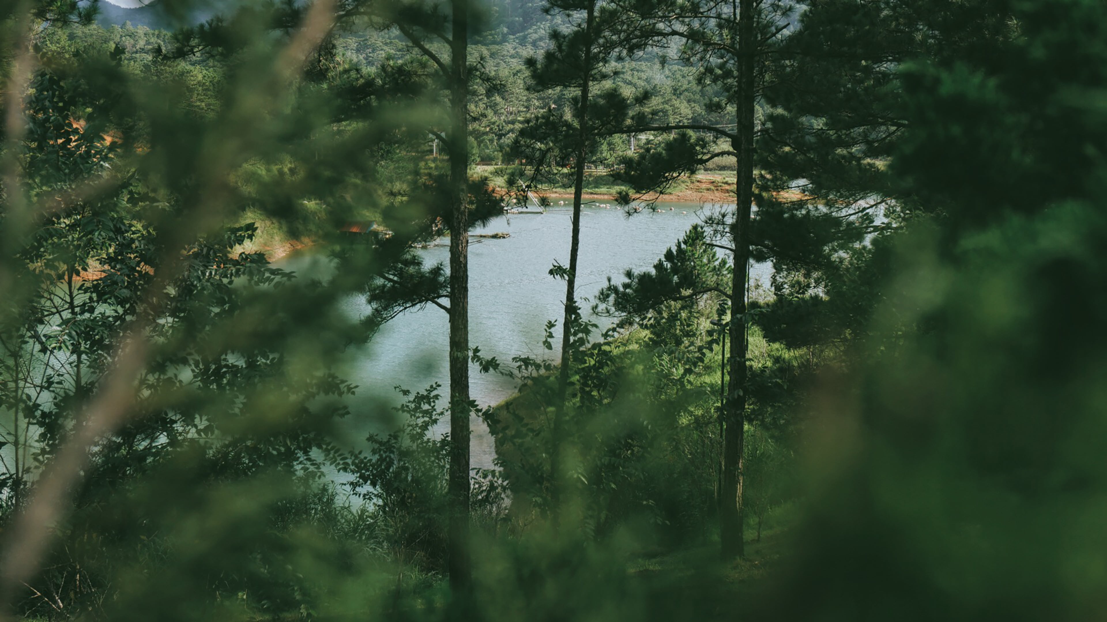 trees, land, 4K, tranquil scene, highland, growth, no people, nature, daytime, plant, scenics - nature, reflection, near, field, beauty in nature, plants, HD Wallpaper