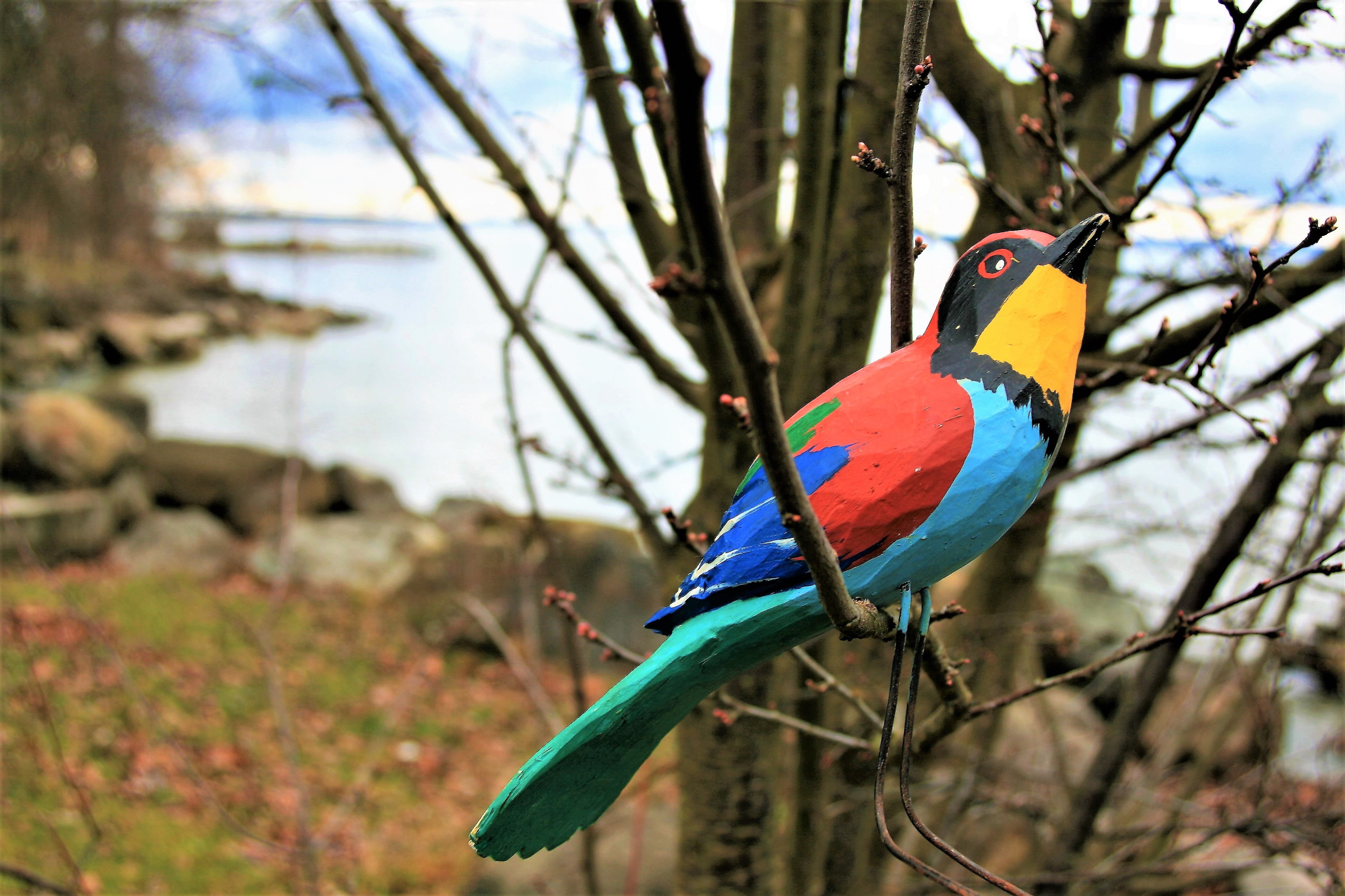 park, outdoors, an interesting, figure, perching, closeup, animals in the wild, wooden, the head of the, branch, eye, plant, parrot, folk art, nature, no people, HD Wallpaper
