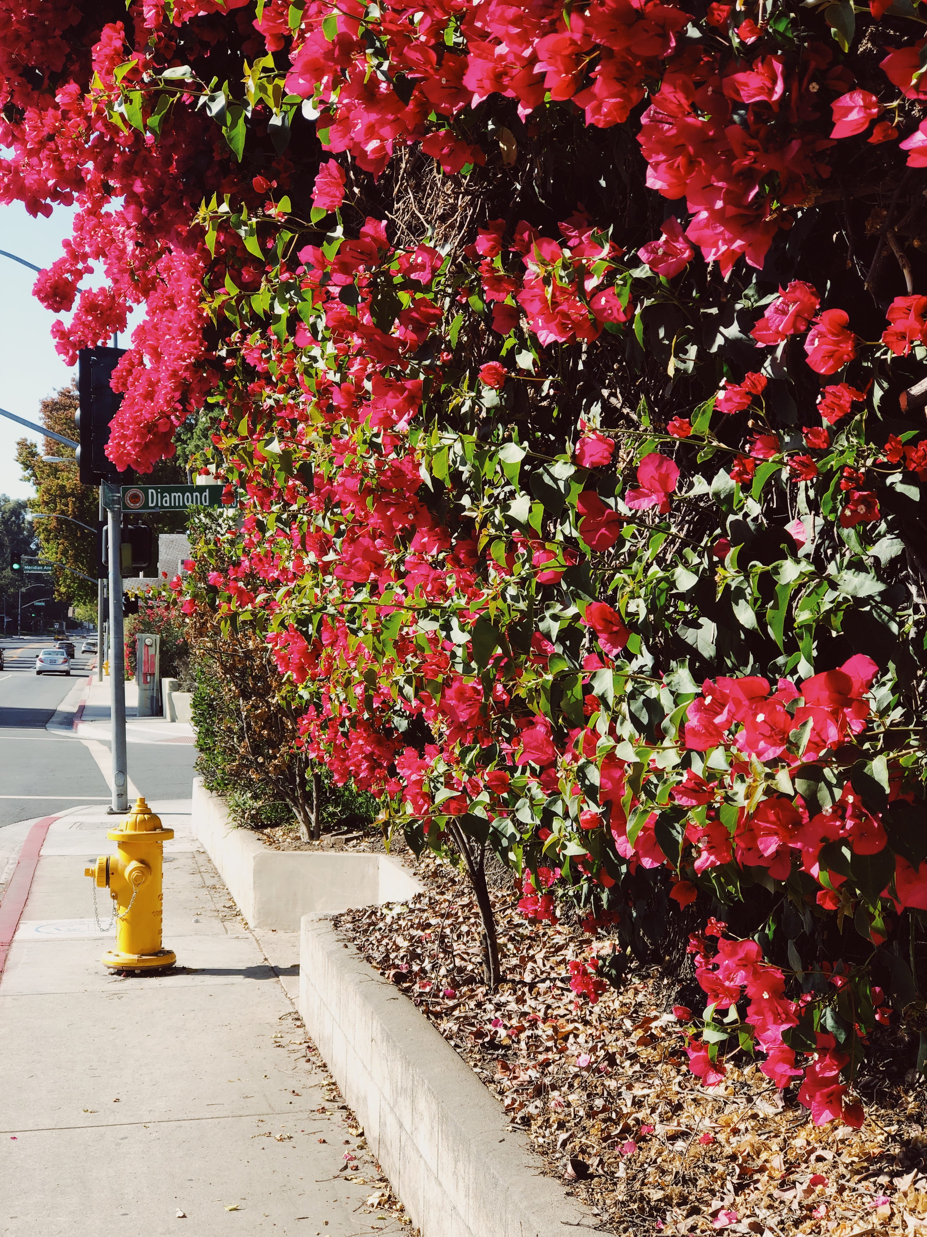 footpath, south pasadena, tree, no people, sidewalk, springtime, 1146 diamond ave, pink color, nature, freshness, diamond, 4K, suburban, flower pot, red, Phone HD Wallpaper