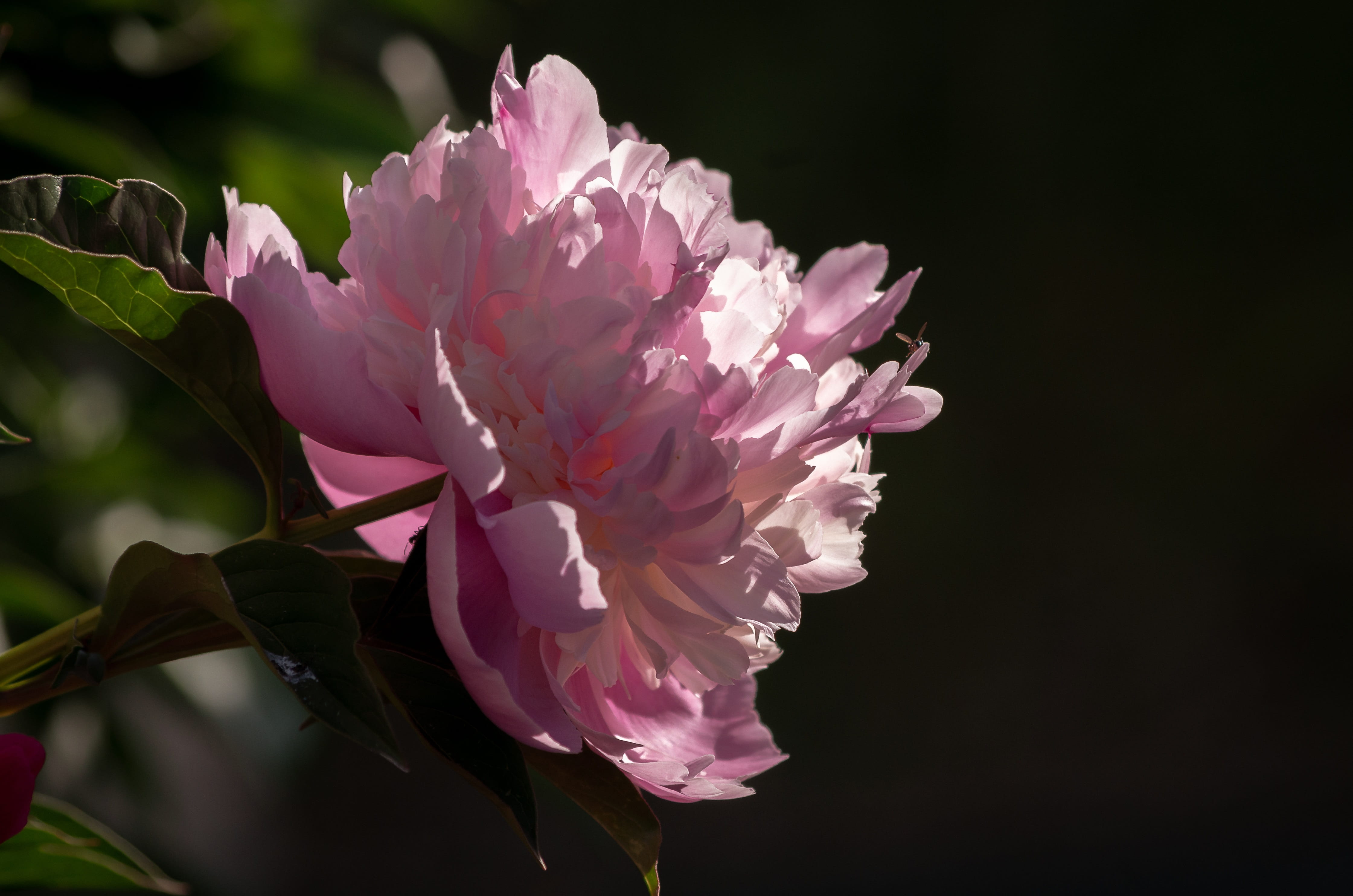 blossom, outdoors, 4K, beauty in nature, petals, no people, nature, paeonia, pink, double flower, pink color, plant, shrub peony, growth, freshness, flowering plant, HD Wallpaper