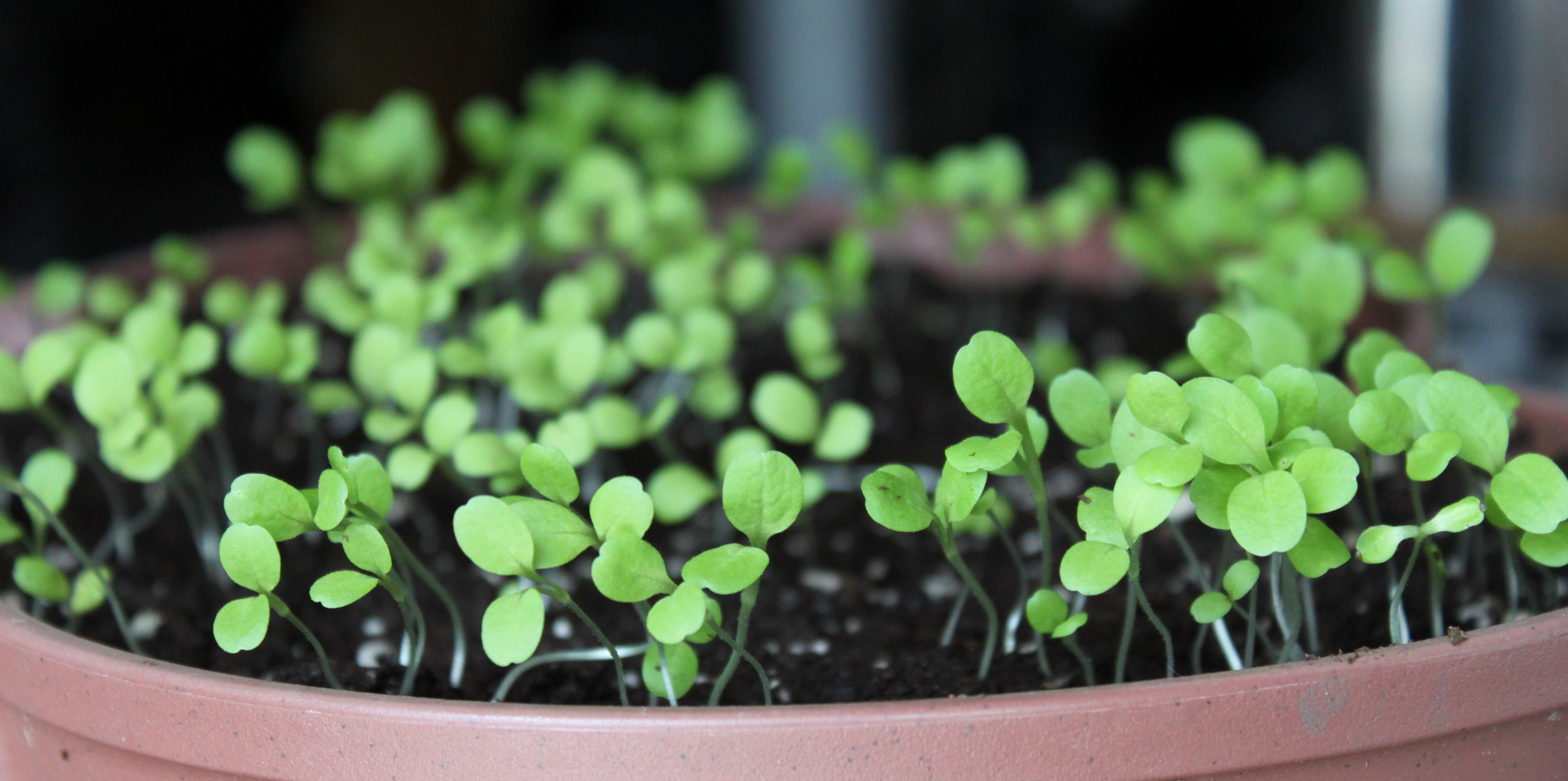 plant part, lettuce, new life, potted plant, seedling, plant nursery, 4K, nature, green, freshness, green Color, day, focus on foreground, soil, outdoors, HD Wallpaper