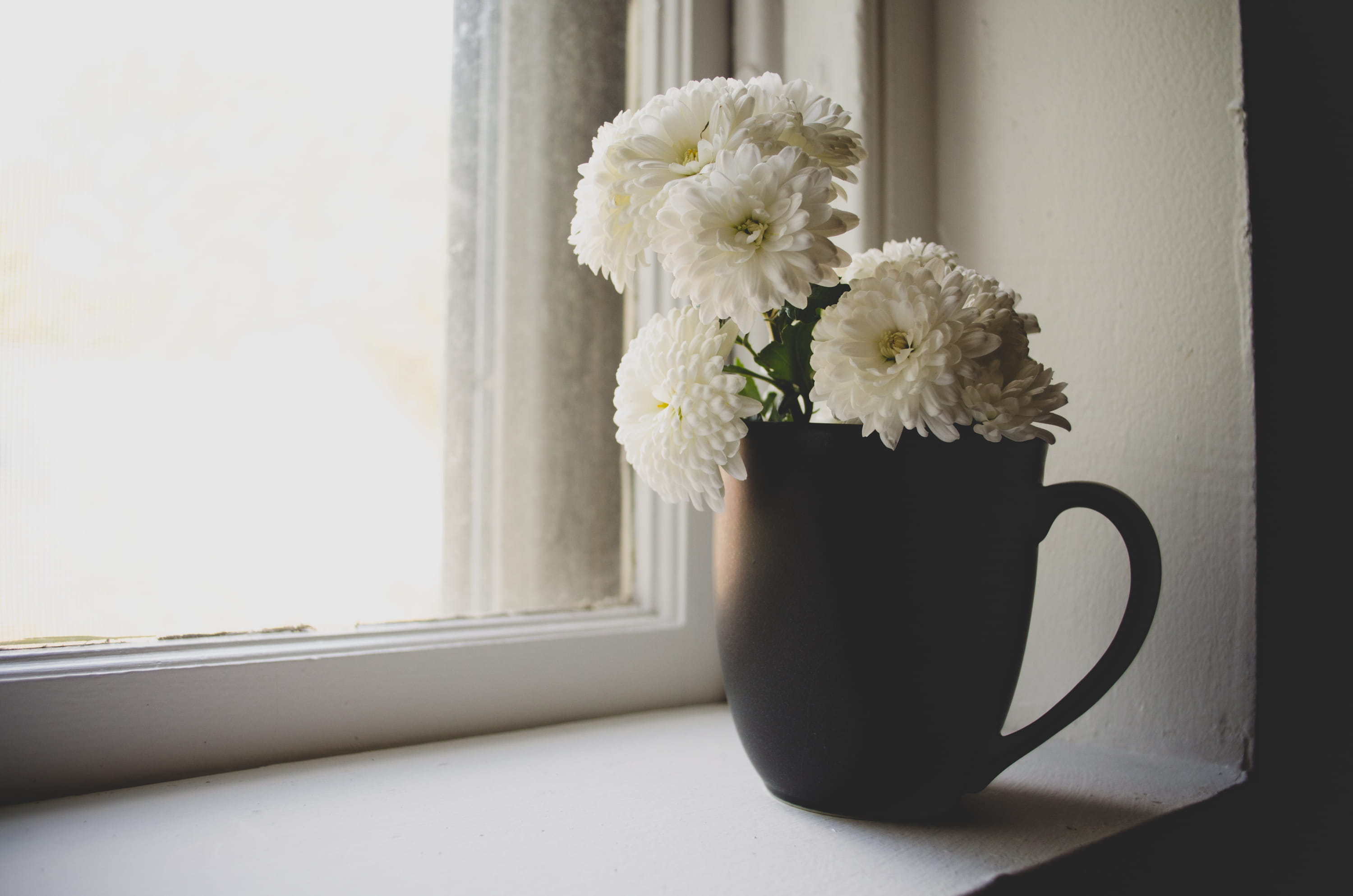 white, 2K, painted, cup, mum, vulnerability, nature, flower arrangement, no people, flowers, close-up, decoration, windowsill, pane, mug, white color, HD Wallpaper