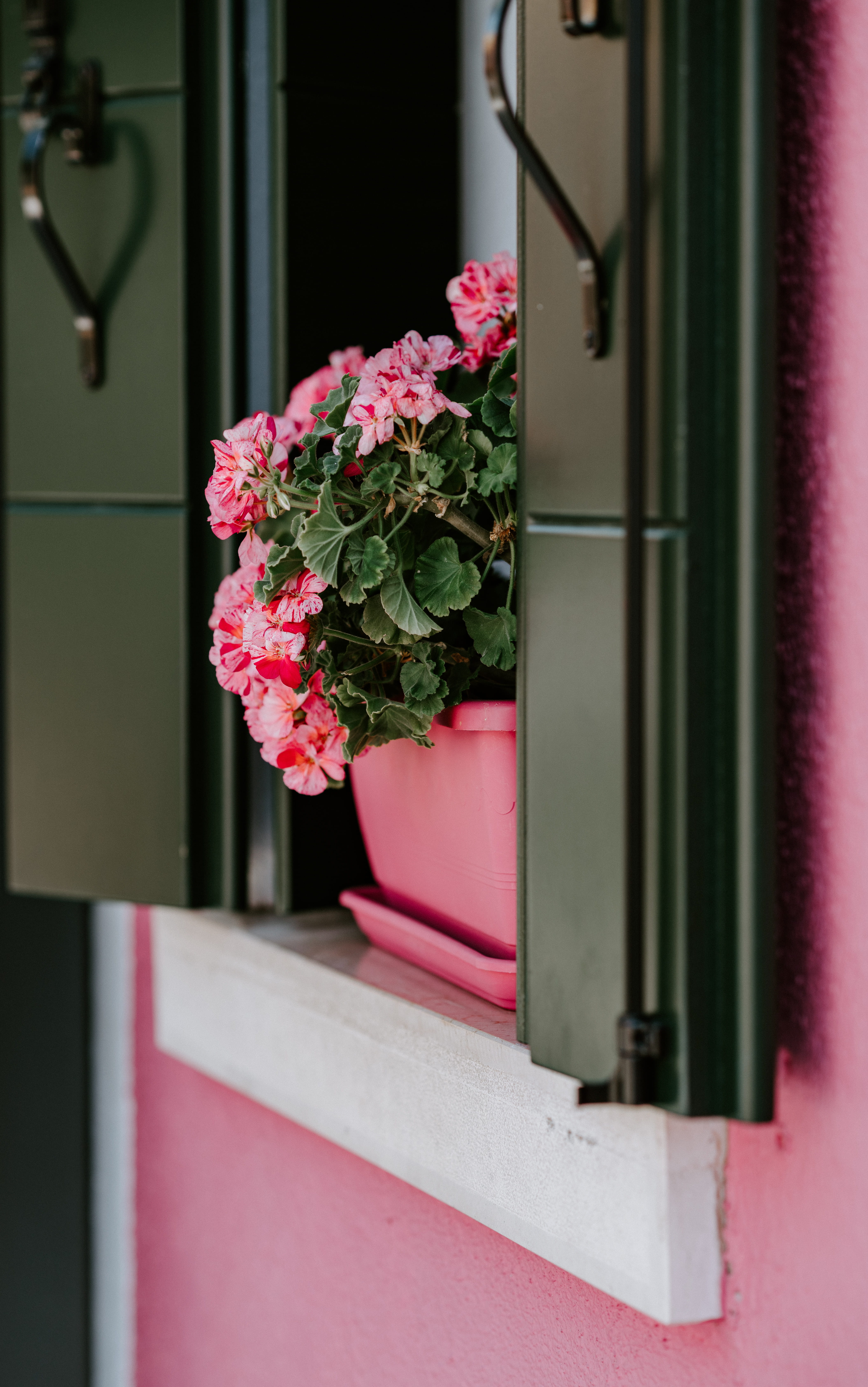 spring, colour, house, outdoors, pink, close-up, home, floral, flower, shutter, sill, windowsill, decoration, potted plant, potted, pink Color, plant, no People, Phone HD Wallpaper