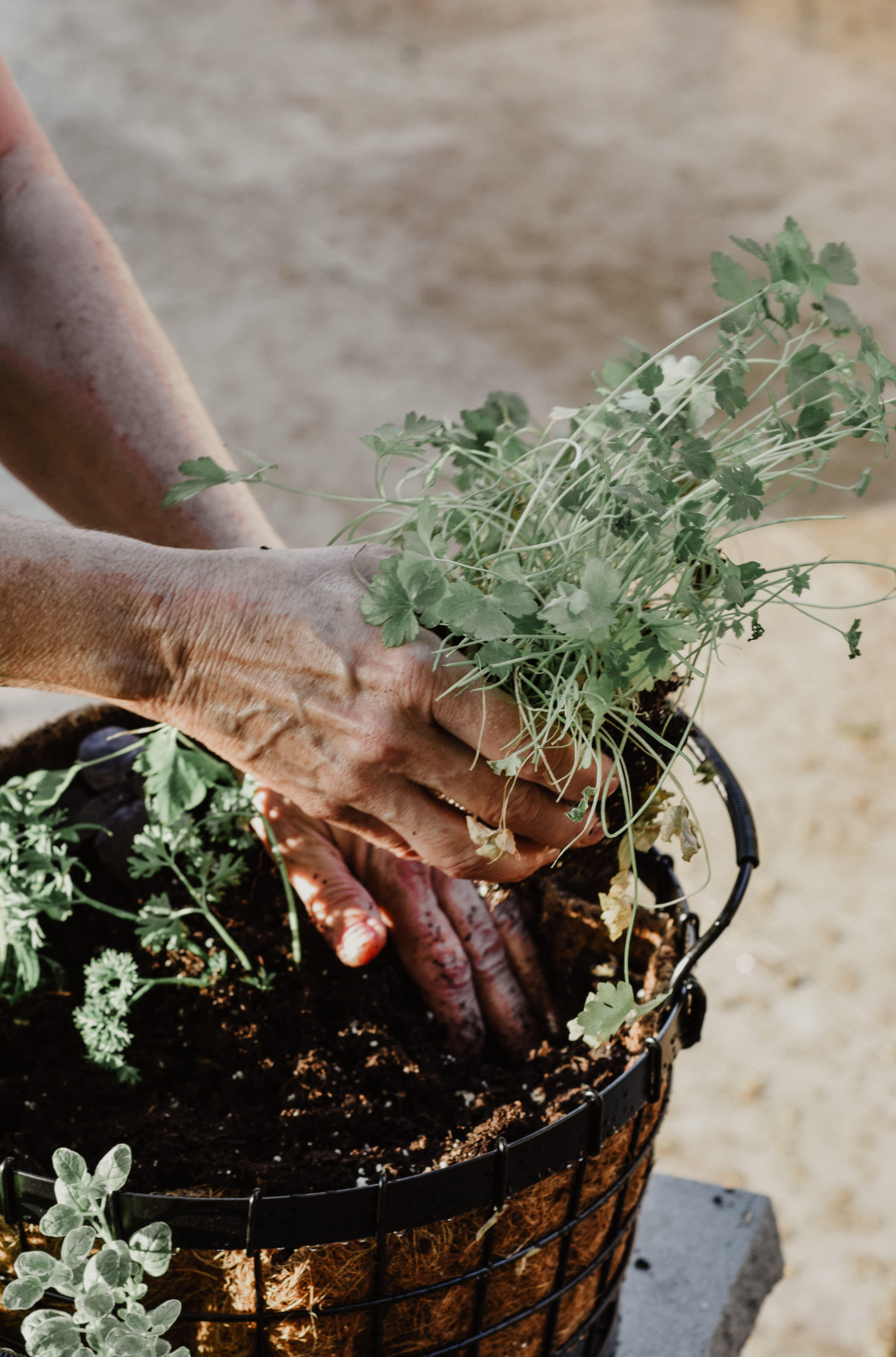 summer, leaf, planting, garden, ivy, men, hand, green, real people, herb, flower, grow, love, vase, freshness, outdoors, pot, human body part, nature, 5K, Phone HD Wallpaper