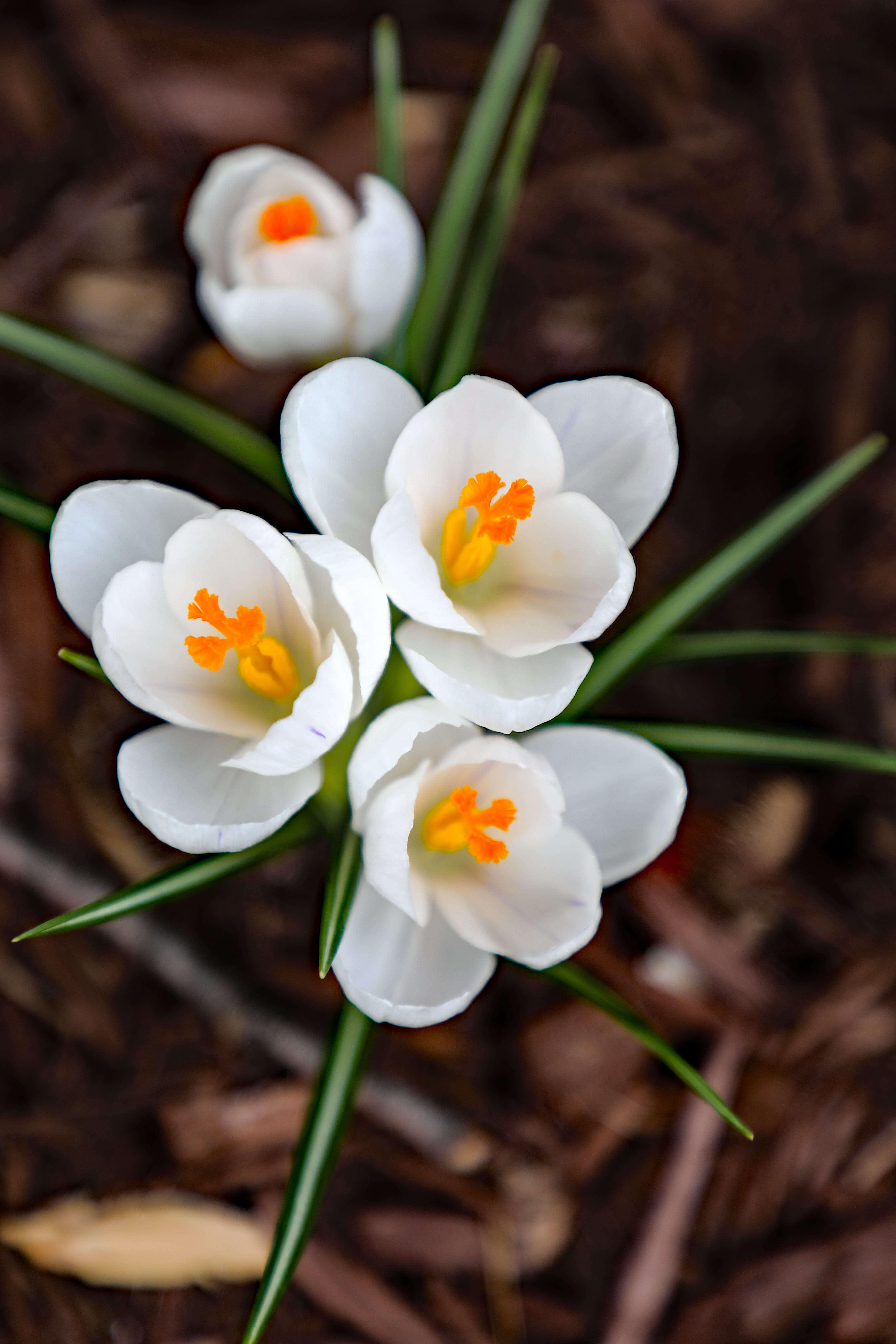 flowering plant, inflorescence, potted plant, macro, beauty in nature, jar, field, vase, berea, blossom, anther, pottery, white color, yellow, 5K, white, Phone HD Wallpaper