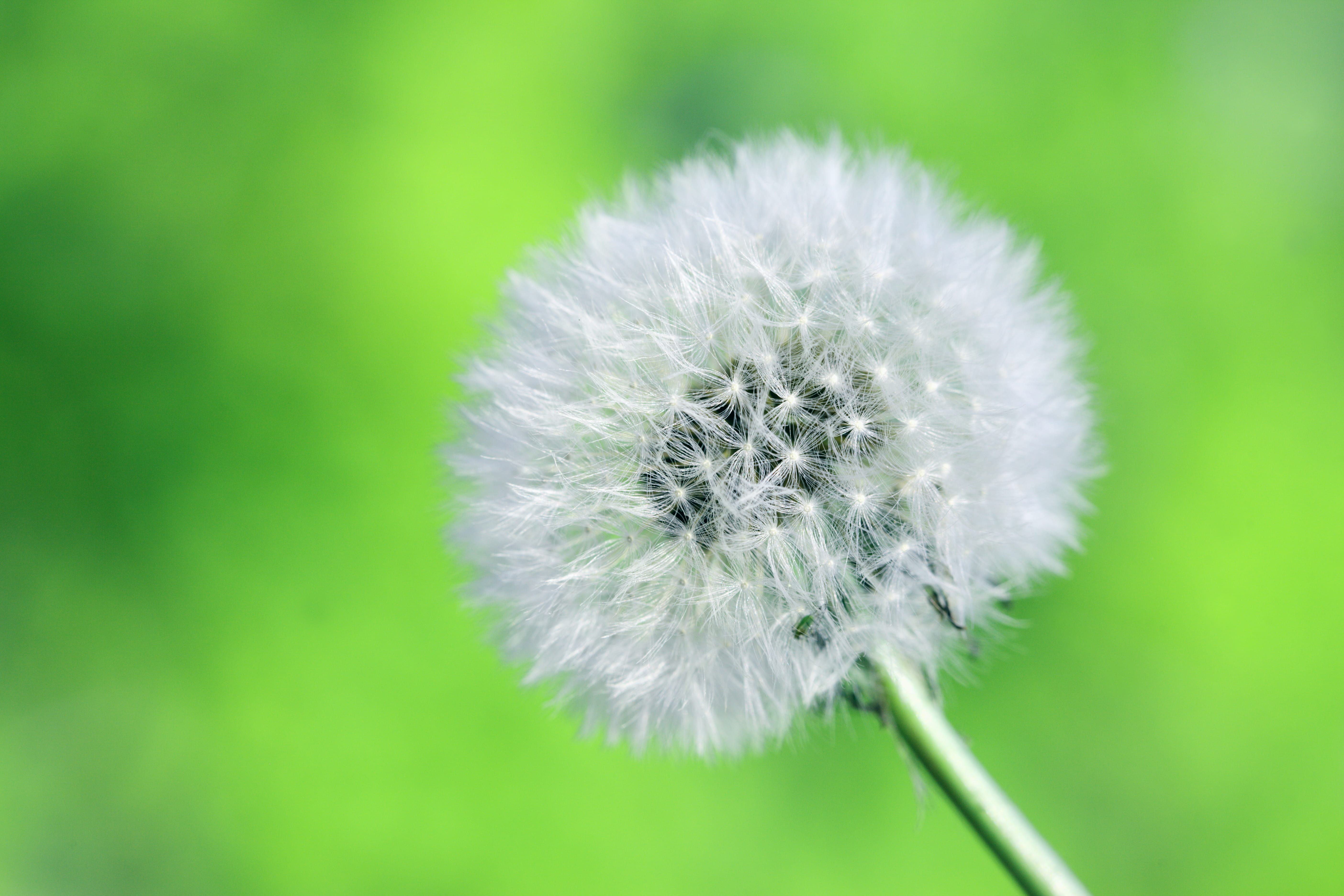 botany, inflorescence, white, close, spring, fluff, plant, blow, life, flower, flowering plant, fragility, dandelion, close-up, uncultivated, dandelion seed, HD Wallpaper
