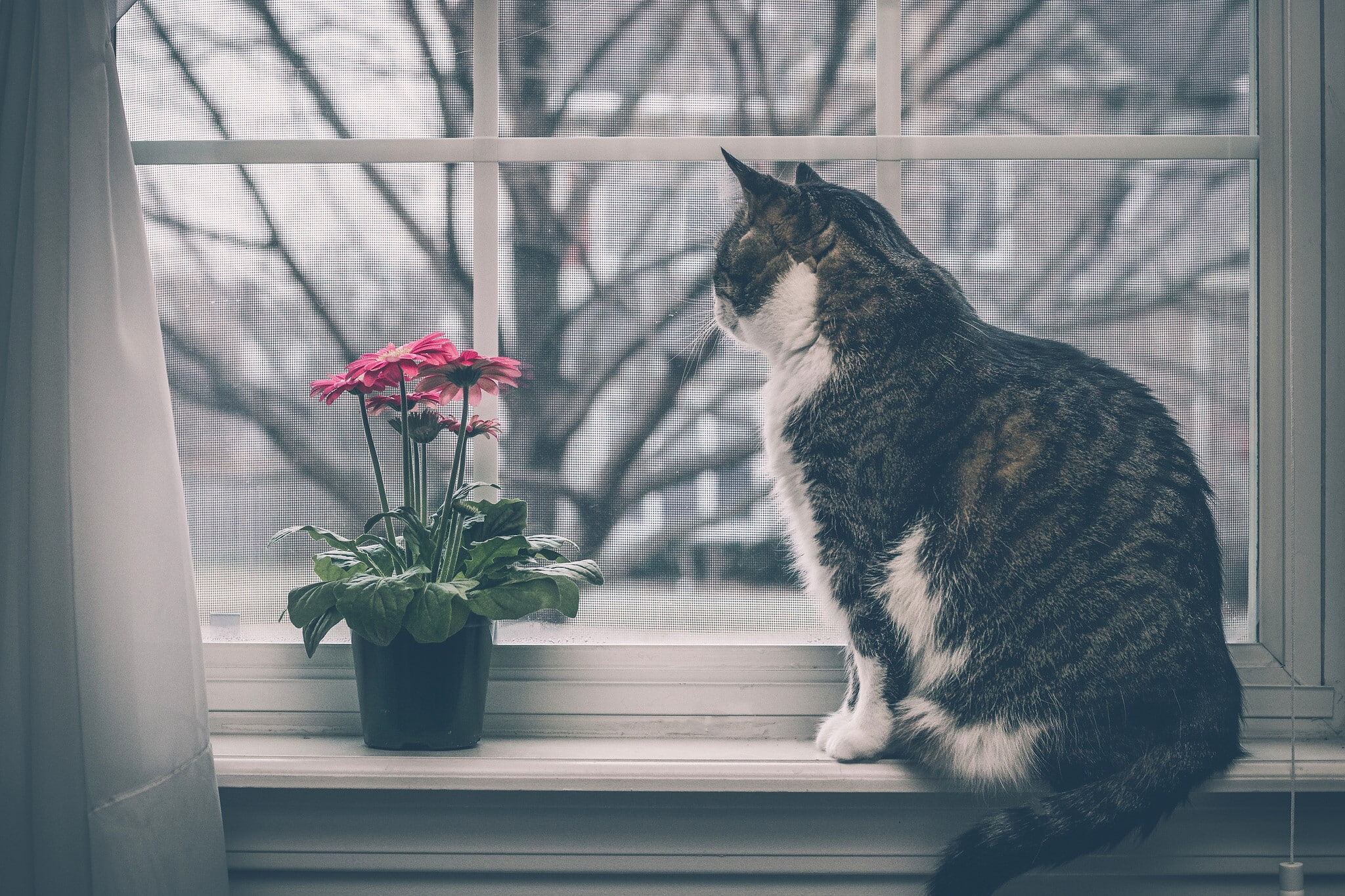 nature, no people, animal, Windowsill, Window, sitting, plant, domestic cat, Cat, pets, feline, 1080P, one animal, indoors, Flowers, window sill, mammal, HD Wallpaper