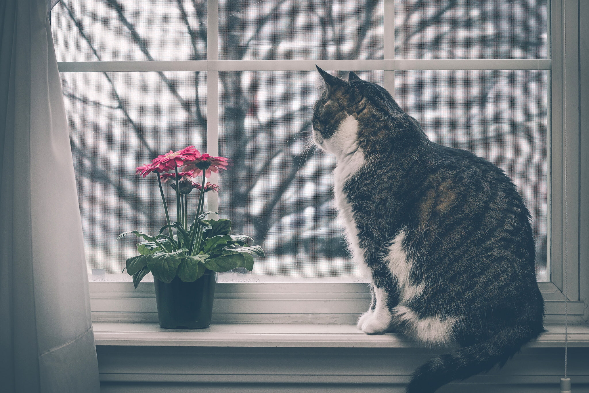 gerbera, on the windowsill, 1080P, cat, window, flower, HD Wallpaper