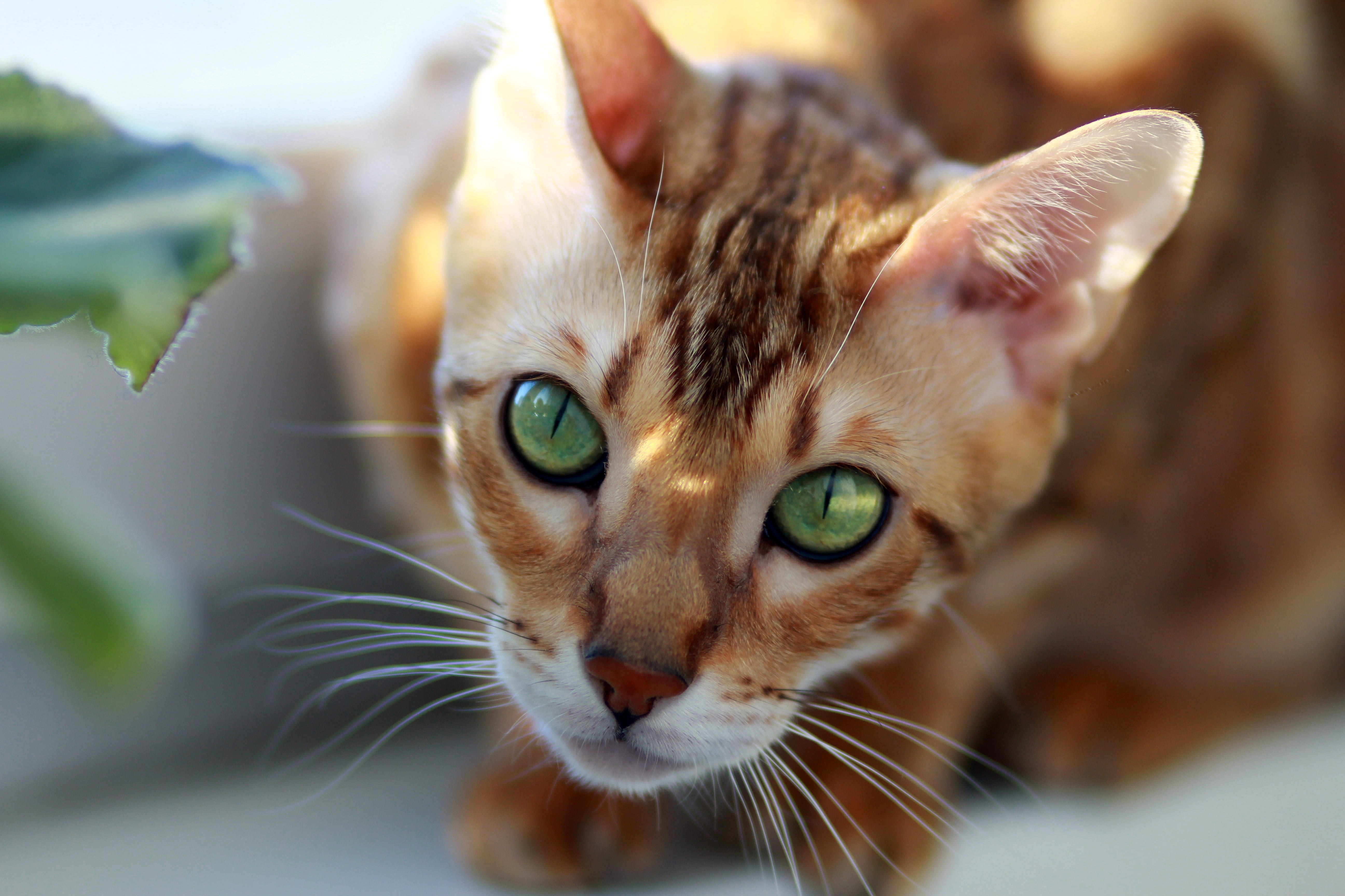 domestic, domestic animals, pet, 5K, on the windowsill, cat, young animal, looking at camera, portrait, kitten, animal eye, animal themes, body part, animal head, HD Wallpaper