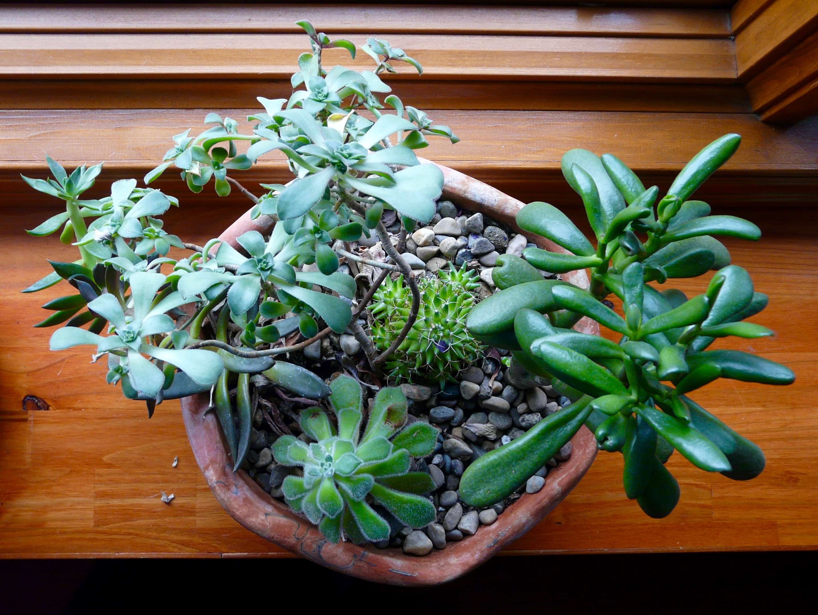 no people, growth, food and drink, freshness, clay bowl, vegetable, houseplant, high angle view, plant part, potted plant, cactus, 2K, wellbeing, tray, HD Wallpaper