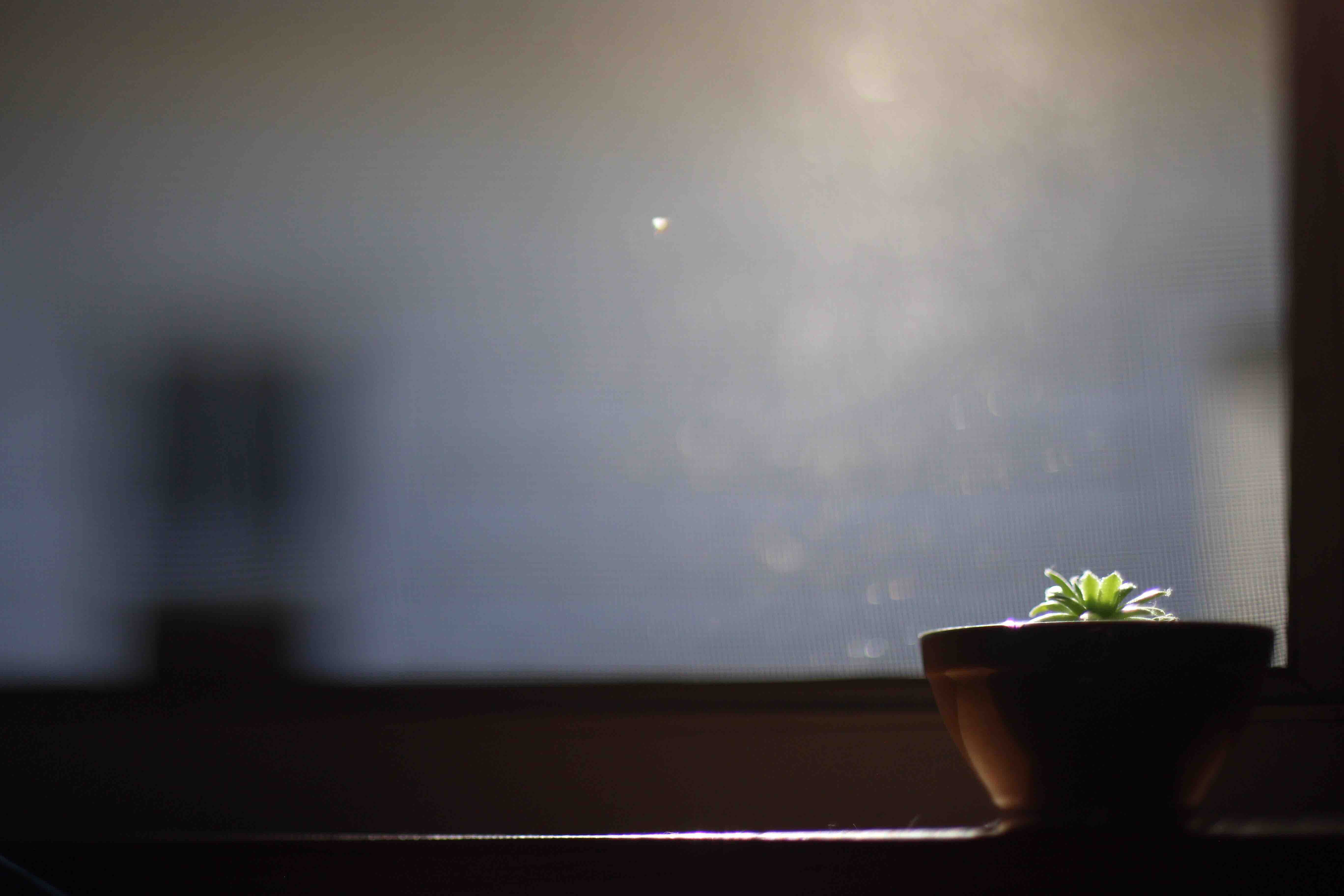 sunshine, flower, windowsill, 5K, selective focus, plant, sunburst, houseplant, potted plant, no people, freshness, holland, beauty in nature, table, united states, HD Wallpaper