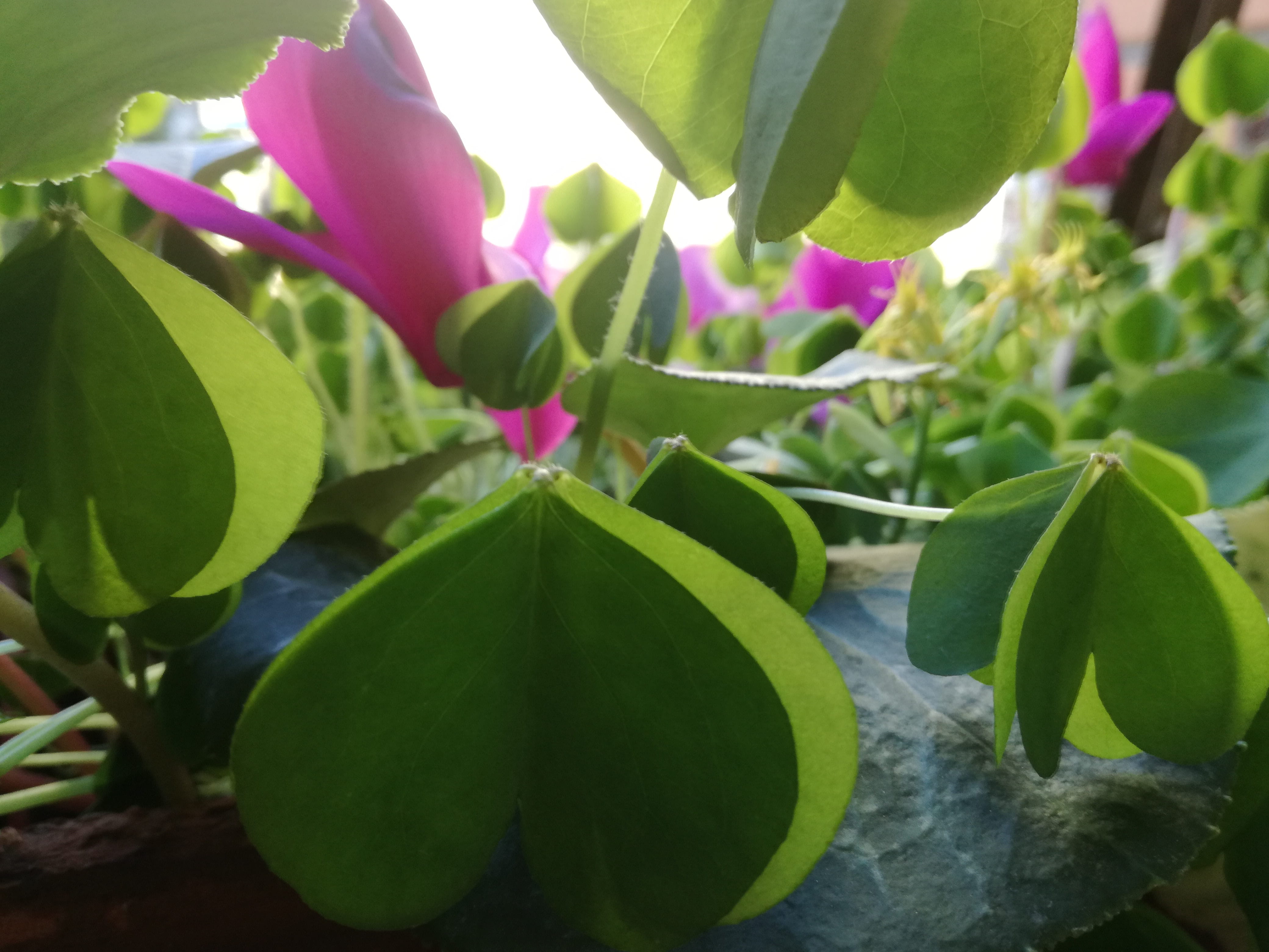 fragility, wind, nature, focus on foreground, day, outdoors, flowering plant, leaf, windowsill herbs, plant part, freshness, sunlight, green color, cary clover, HD Wallpaper