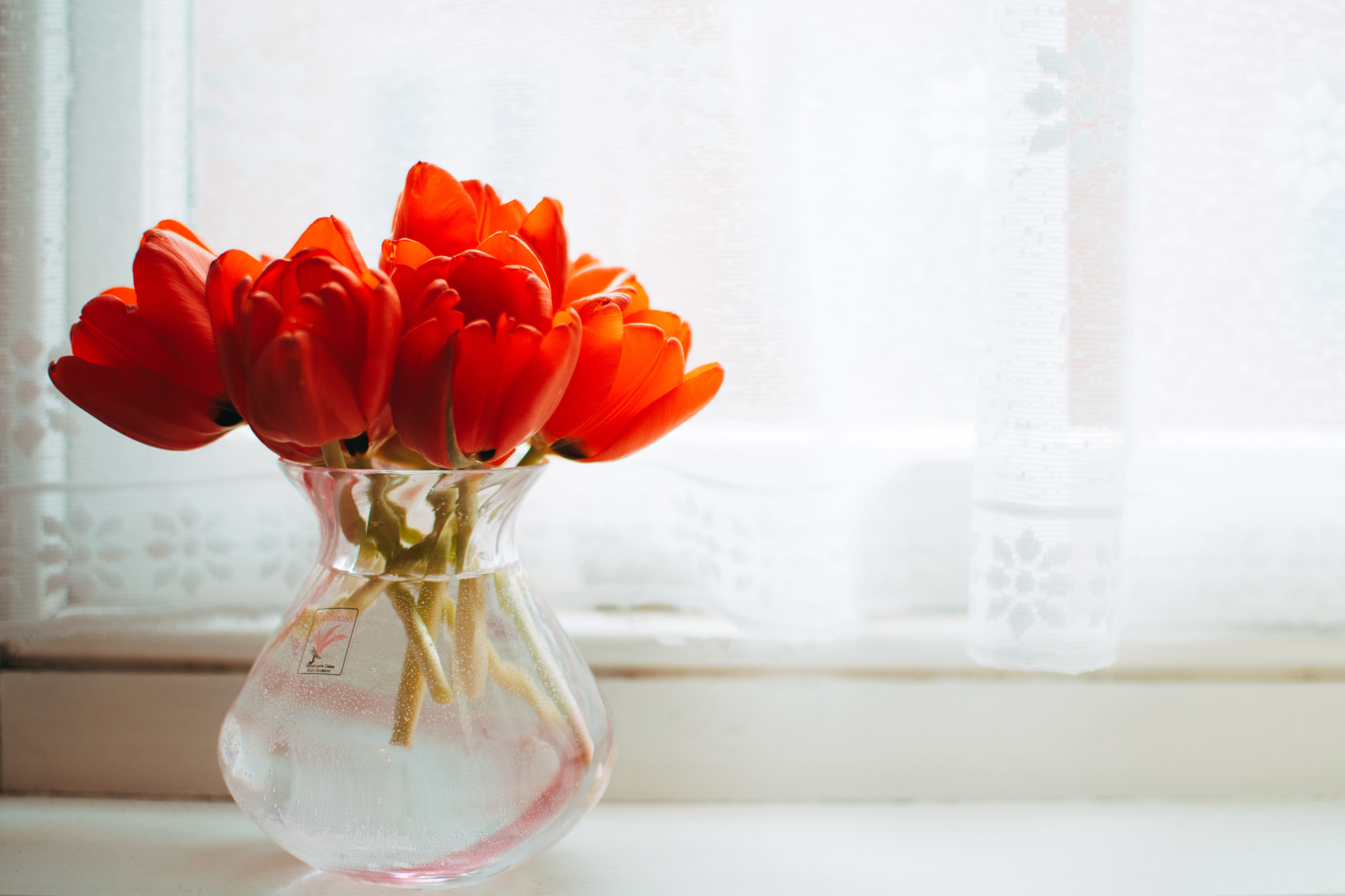 plant, fragility, near, beauty in nature, freshness, glass, bouquet, curtain, close-up, white, 5K, pitcher - jug, centerpiece, tulips, flower vase, color, HD Wallpaper