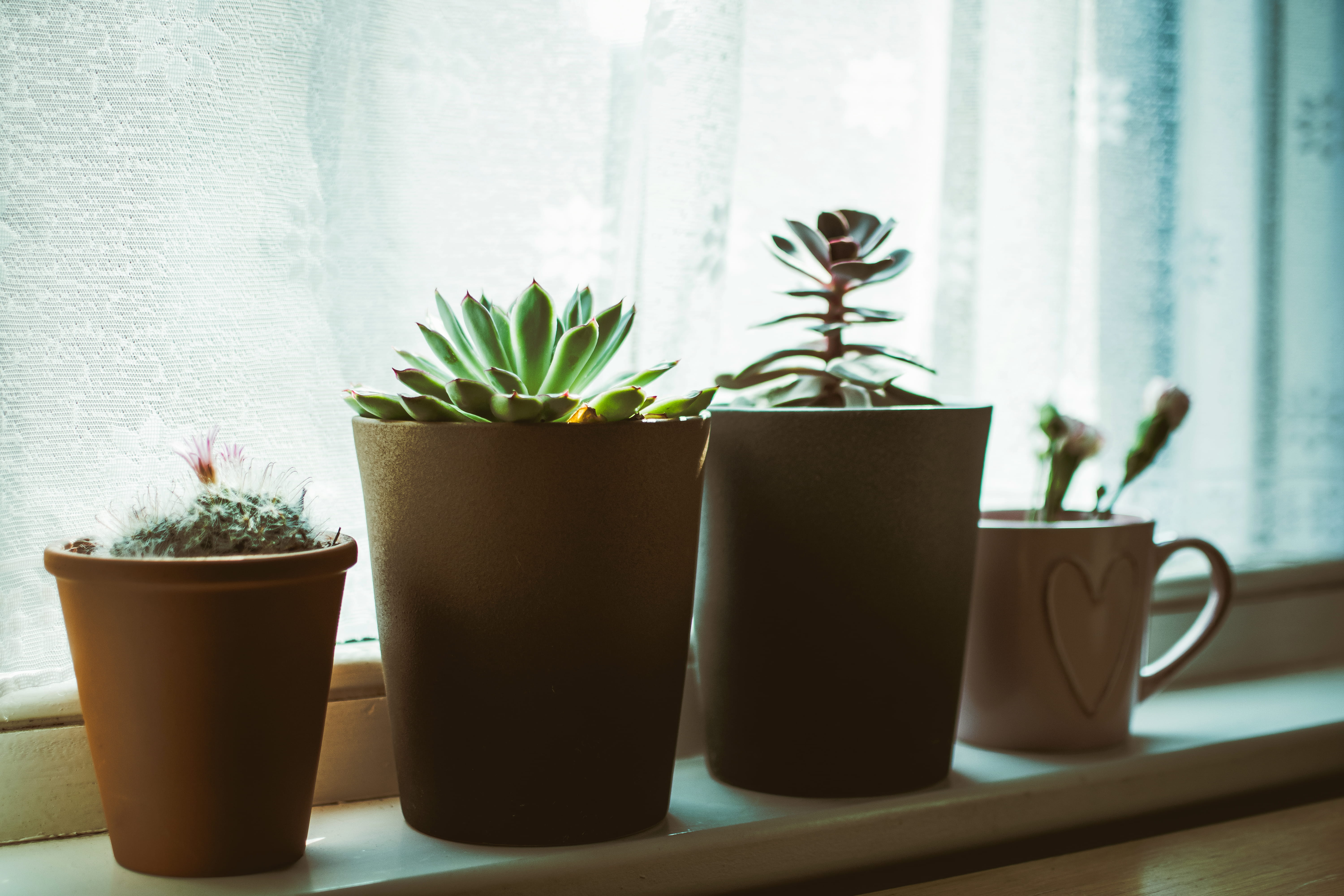 vase, plant, window sill, nature, plants, green color, color, flower pot, houseplants, table, succulent plant, still life, day, window, 5K, windowsill, HD Wallpaper