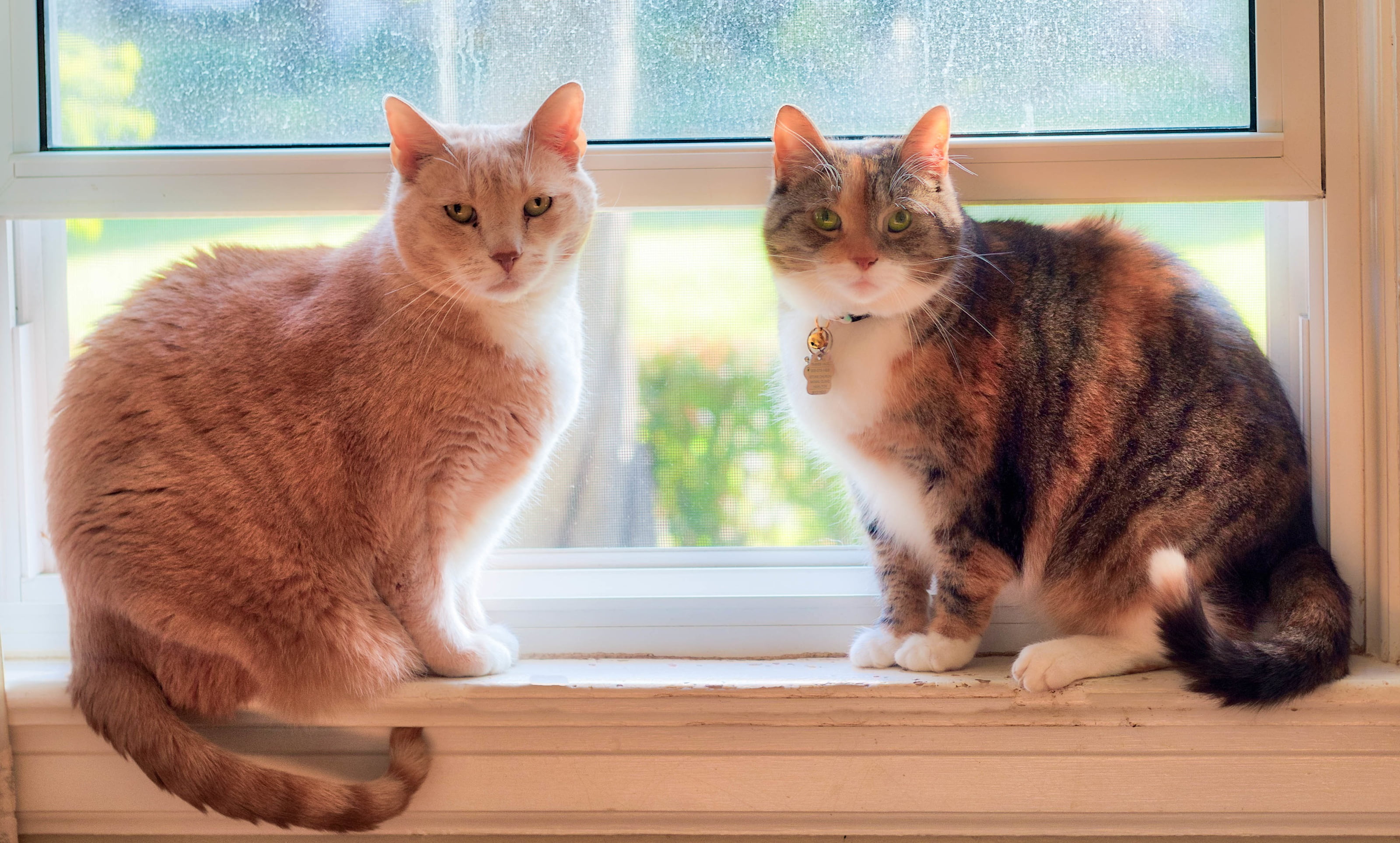 two cats, koteyki, 2K, on the windowsill, a couple, window, HD Wallpaper