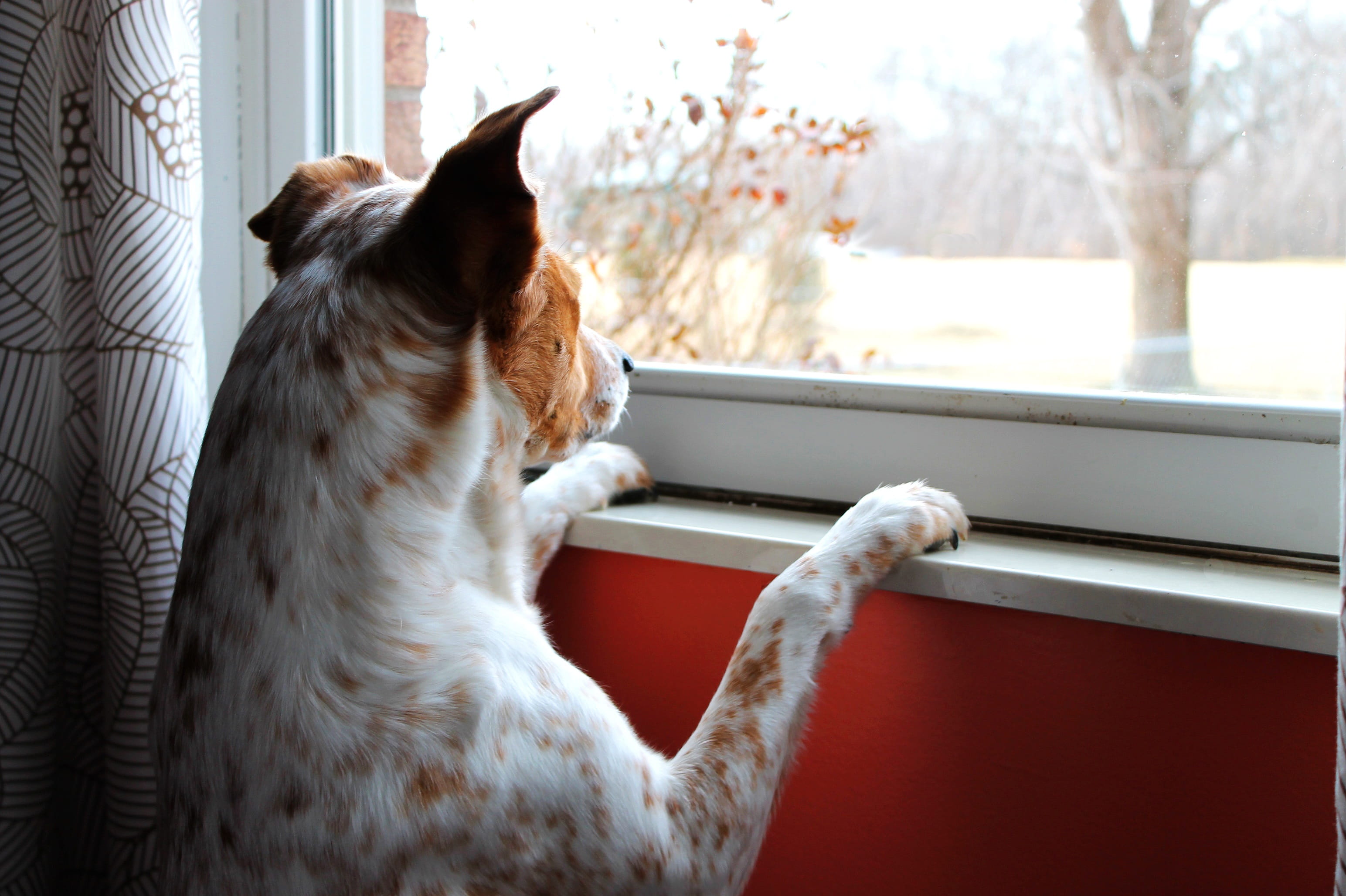 dog, one animal, erect, animal head, looking, no people, indoors, brown, watching, intent, framed, focus, look, feline, pets, mammal, animal, hopeful, drapes, HD Wallpaper