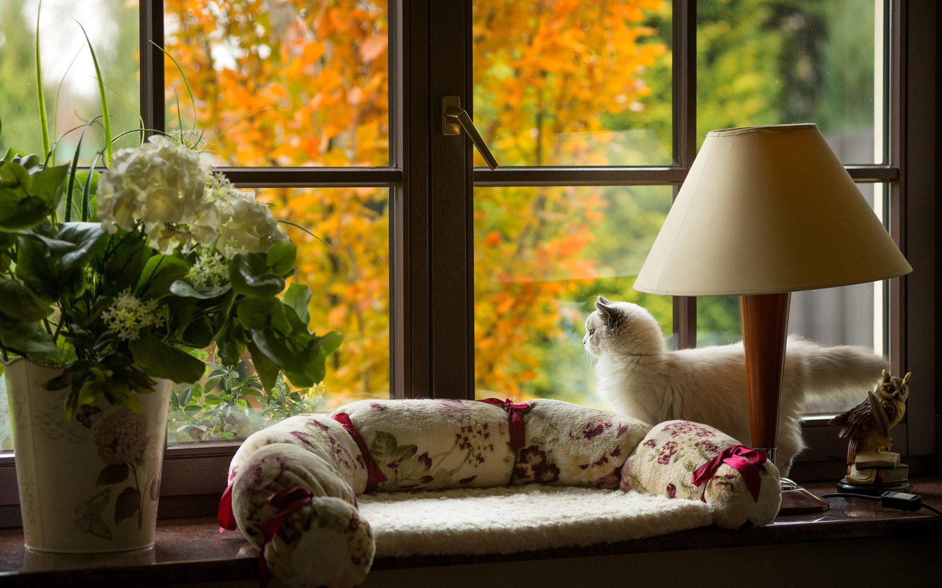 the view from the window, white cat, on the windowsill, 1080P, lamp, HD Wallpaper