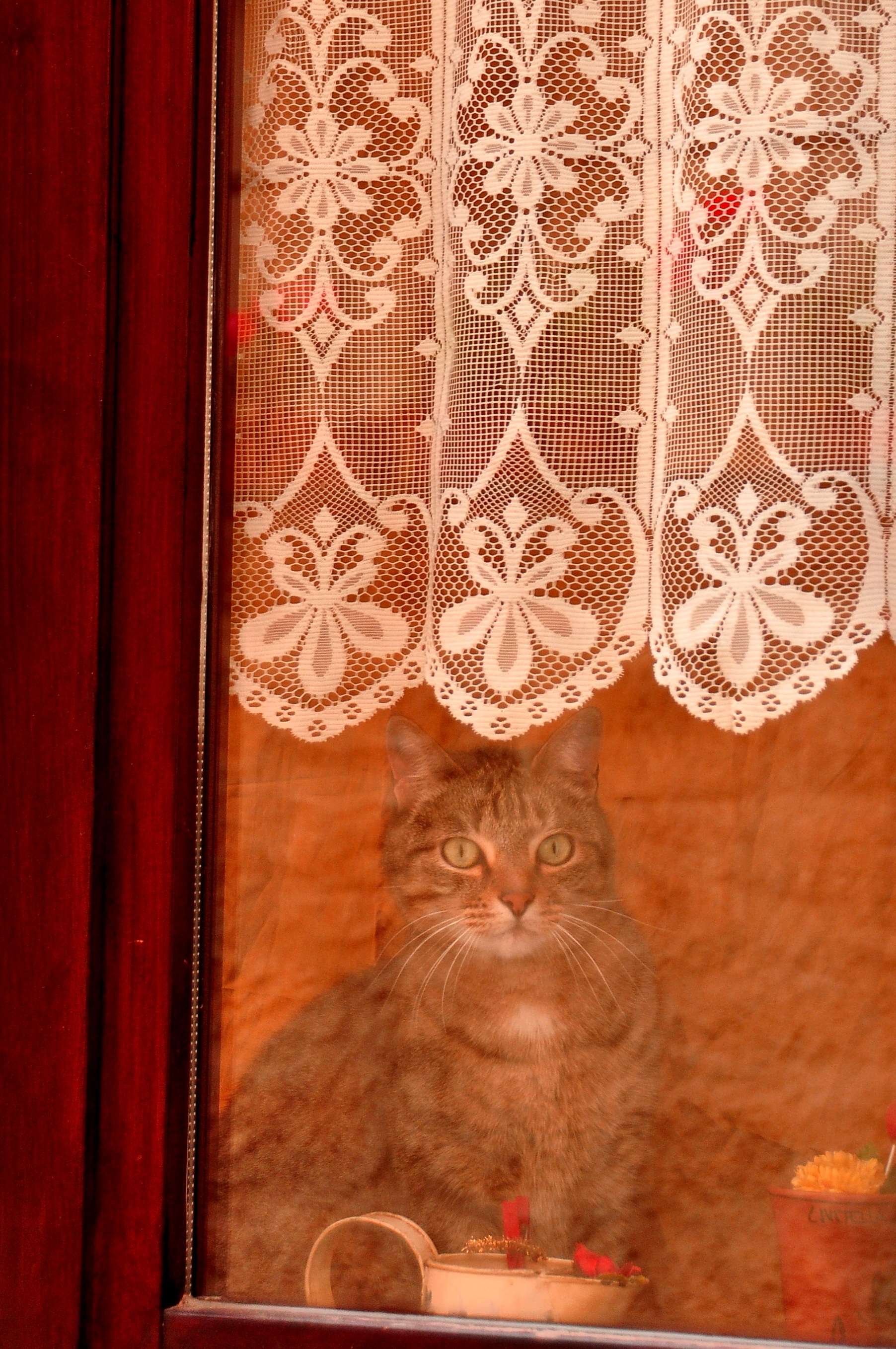 comfort, animal head, cute, kitten, one animal, sitting, pets, kitty, domestic, mammal, curtain, looking, pet, floral pattern, home interior, animal themes, Phone HD Wallpaper