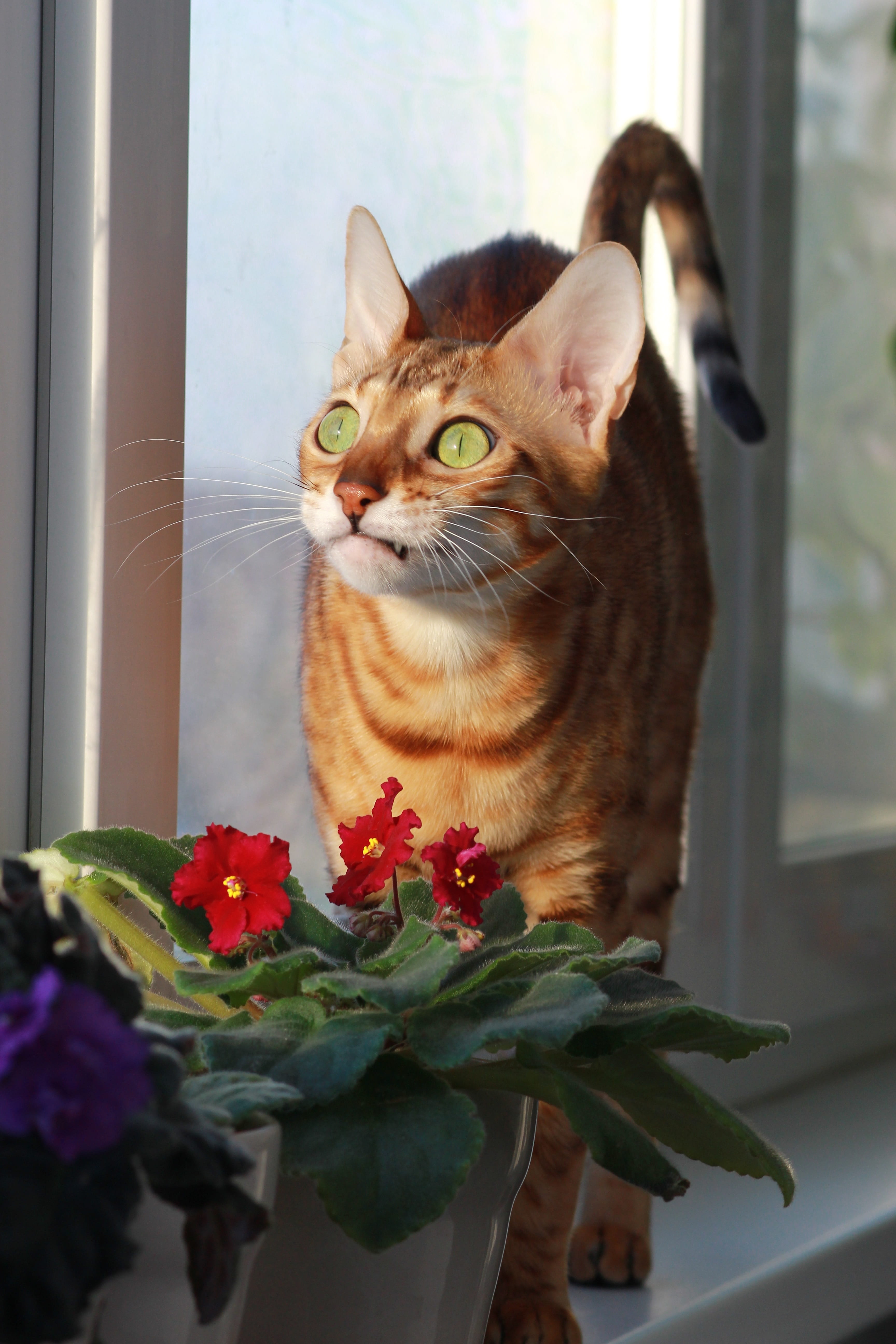 feline, bengali, vertebrate, domestic, pets, day, breed, flowering plant, domestic cat, close-up, window, one animal, plant, violet, domestic animals, animal, Phone HD Wallpaper