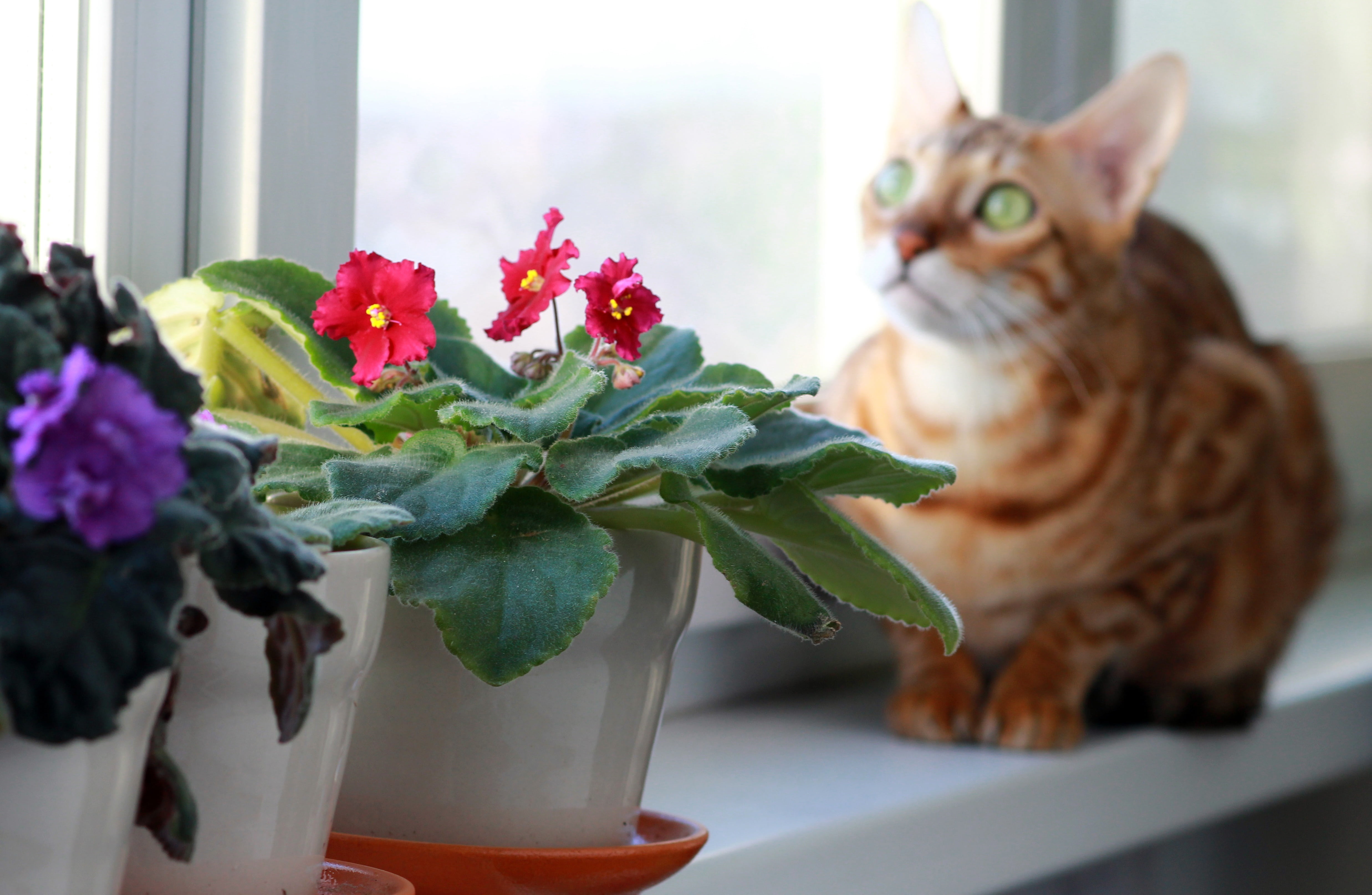 bengali, flower arrangement, flowering plant, domestic cat, domestic animals, table, flower head, breed, no people, indoors, domestic, flower, cat, nature, HD Wallpaper