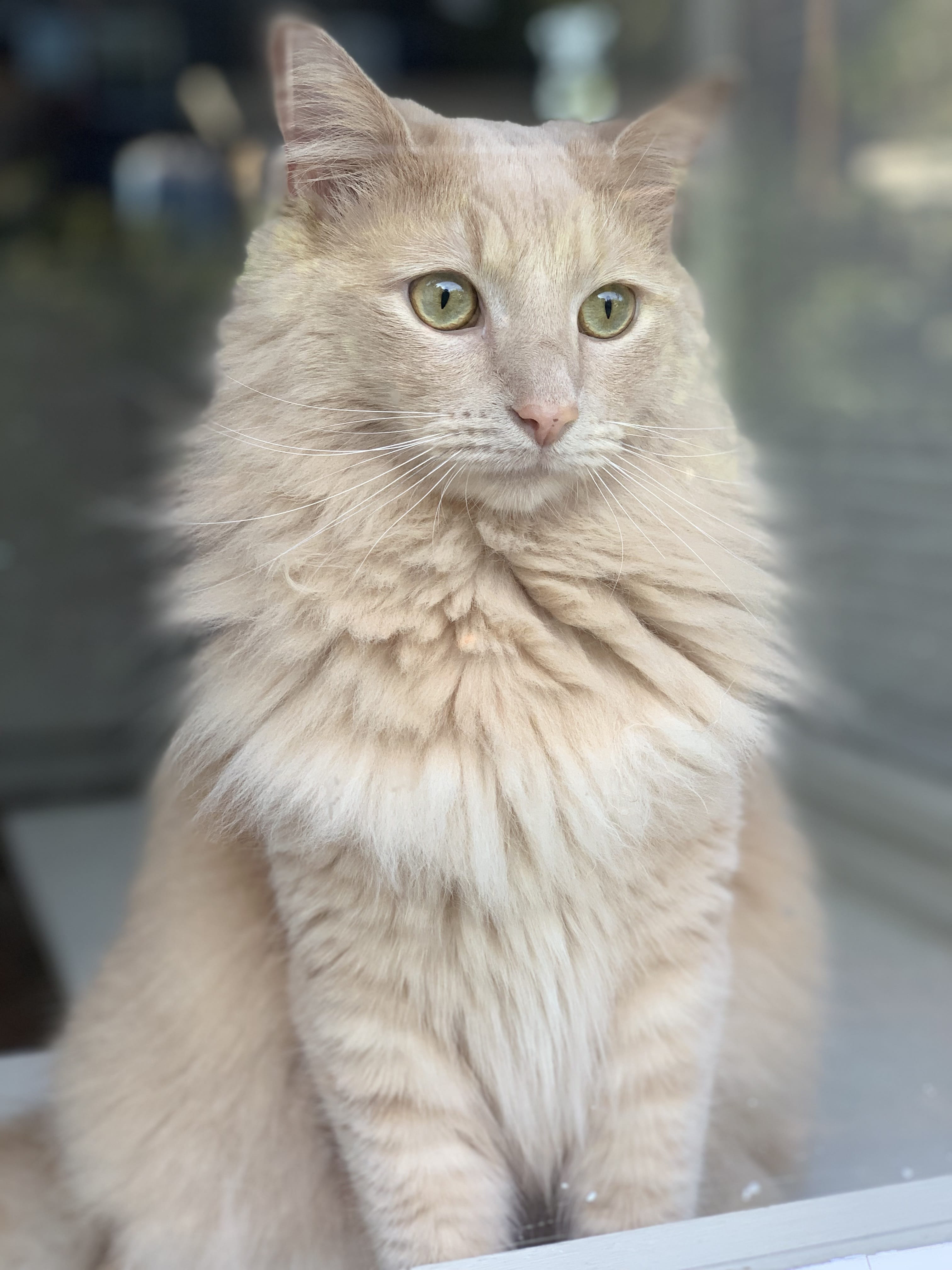 kitty, young, hair, domestic, looking, cute, fur, sitting, focus on foreground, adorable, pet, furry, close-up, kitten, blue, window, fluffy, one animal, Phone HD Wallpaper