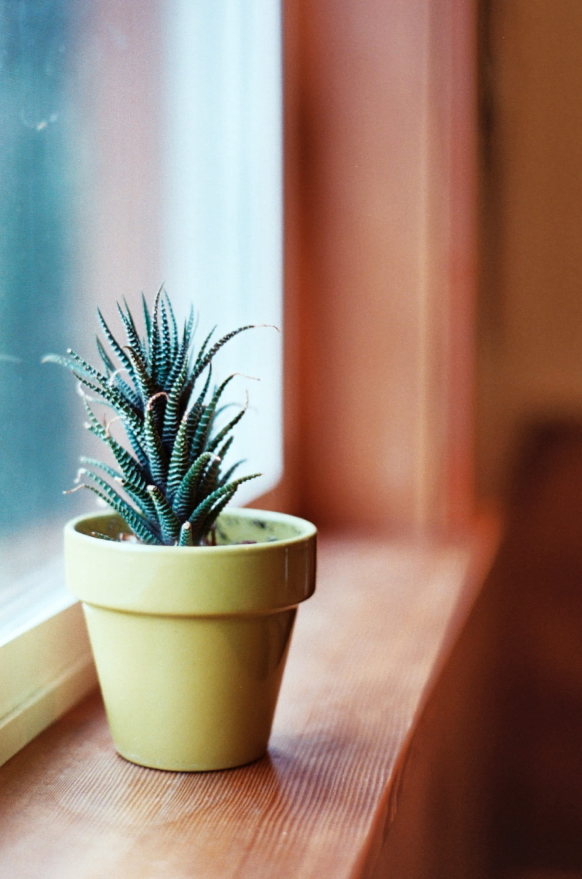 indoors, plant, home interior, whidbey island, cactus, potted plant, day, yellow, houseplant, flower pot, window, windowsill, beauty in nature, united states, Phone HD Wallpaper